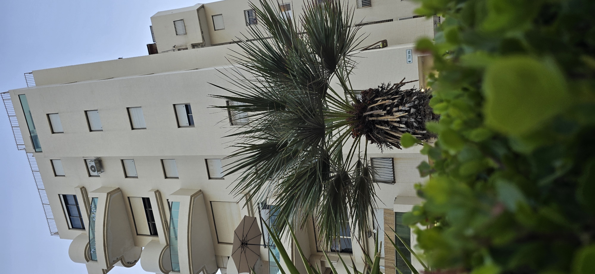 The image captures an outdoor scene dominated by a modern, cream-colored building and a large palm tree. The building features a repeating pattern of rectangular windows with blinds, and some balconies with curved facades. An air conditioning unit is visible mounted on the exterior wall. In the foreground, lush green foliage partially obscures the view. The palm tree is prominent, with its fronds extending outwards, and a weathered trunk. Beneath the palm tree, a light-colored umbrella is partially visible, suggesting it might be a patio or outdoor seating area. The sky is a pale blue, indicating daytime. A street sign is visible on the building, with text that reads "אביגיל 4" (Abigail 4). The scene appears to be in Bat Yam, Israel. The overall impression is one of a bright, possibly warm day in a residential or urban setting with tropical vegetation.