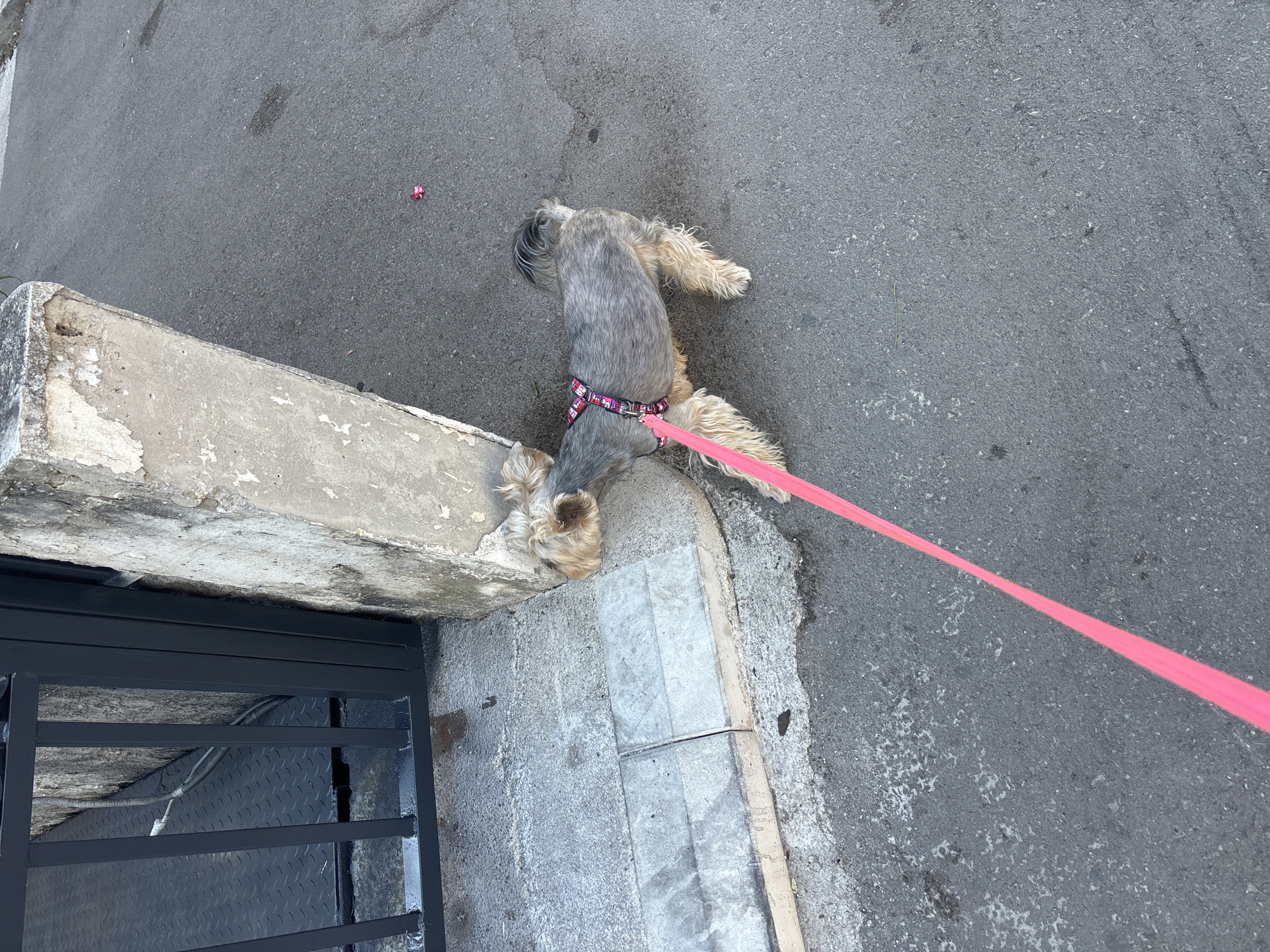 A small Yorkshire Terrier dog, wearing a pink and black patterned harness, is tethered to a bright pink leash. The dog is standing on asphalt, with its body angled to the right. Its tail is raised and curved over its back. To the left of the dog, a section of a black metal gate with vertical bars is visible, set against a concrete wall that appears weathered and chipped. The ground in front of the gate is a lighter gray tiled surface. The scene appears to be outdoors, on a street or pathway.