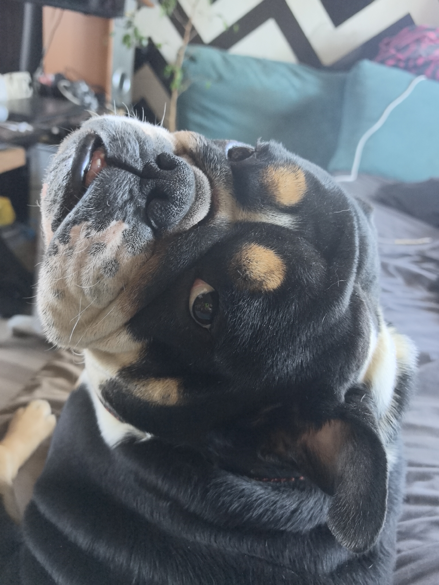 A close-up, medium-shot of a bulldog tilting its head. The dog has a dark coat with tan markings on its head and white fur around its muzzle. Its right ear is visible and droops down. One eye is visible, reflecting the light. The dog is sitting on a brown surface, possibly a bed or couch. A portion of a tan-colored paw is visible on the left side of the image. In the background are green pillows, a black and white patterned wall, and a desk with various items on it.
The location of Noviy, Russia, is irrelevant as the image provides no indication of location.