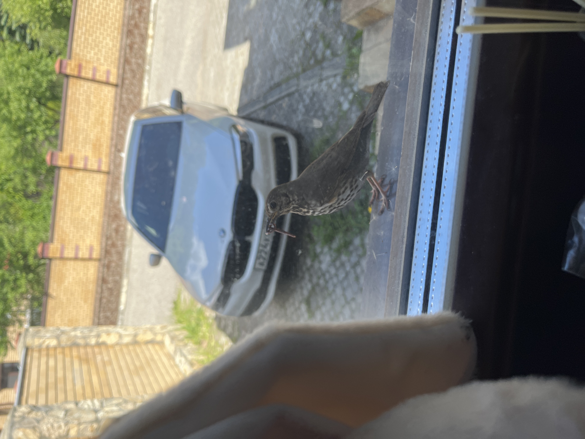 A bird with a worm in its beak is perched on a window pane. Outside the window, a silver car is parked on a paved surface. The photo appears to be taken from inside a building. The location is Ореховка, Russia.