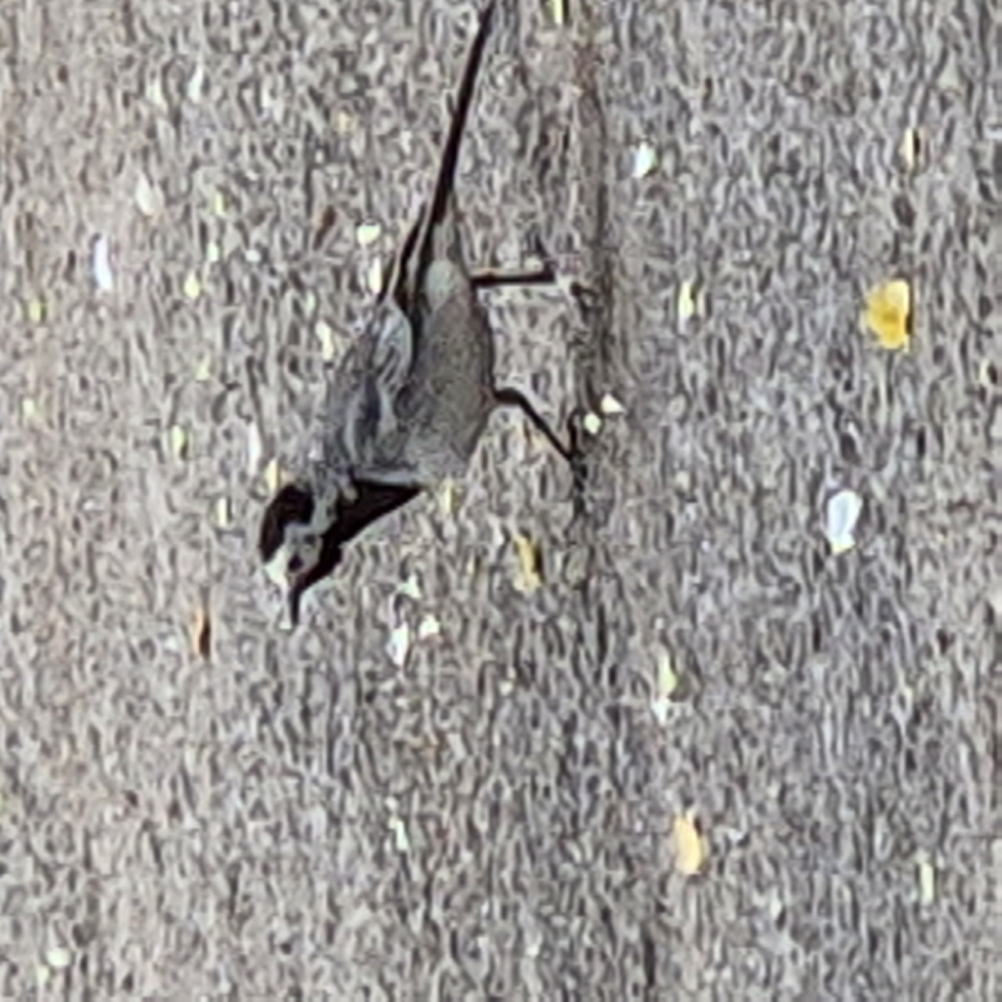 The image shows a small bird actively foraging on a textured ground surface, likely asphalt or concrete, in what appears to be an outdoor urban or semi-urban setting in Kemerovo, Russia. The bird is captured with its head lowered, suggesting it is pecking at the ground, possibly searching for food. Its body is tilted forward, and one leg is extended, indicating motion.
The bird has a slender build with a noticeable long, dark tail. Its plumage features a combination of light grey, white, and black markings, including a distinct dark cap or patterning on its head and face. The surrounding ground is a mottled grey with scattered small, light-colored specks that could be debris, tiny leaves, or bright reflections. The lighting suggests it is daytime with clear conditions. The image is grainy and pixelated, impacting the clarity of details. No other subjects, specific objects, or visible text are present in the frame.