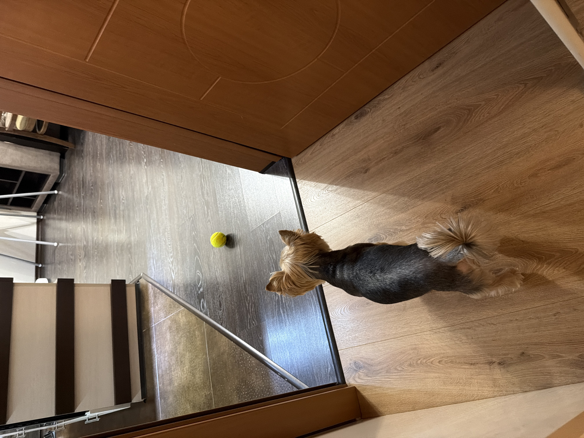 The image shows the interior of a room. The scene is from a high-angle perspective.
A small dog, a Yorkshire Terrier, is standing on a wood-look floor. Its body is black and gray, with tan/brown fur on its head and tail. A yellow tennis ball lies on a different type of flooring, which appears to be gray wood. To the left, a white structure with brown vertical stripes, possibly a storage unit, is visible. In the background, a metal shelf or rack and a cabinet can be seen. A brown door with a circular design is at the top of the frame.
There is no direct evidence of a location within Burgas, Bulgaria.