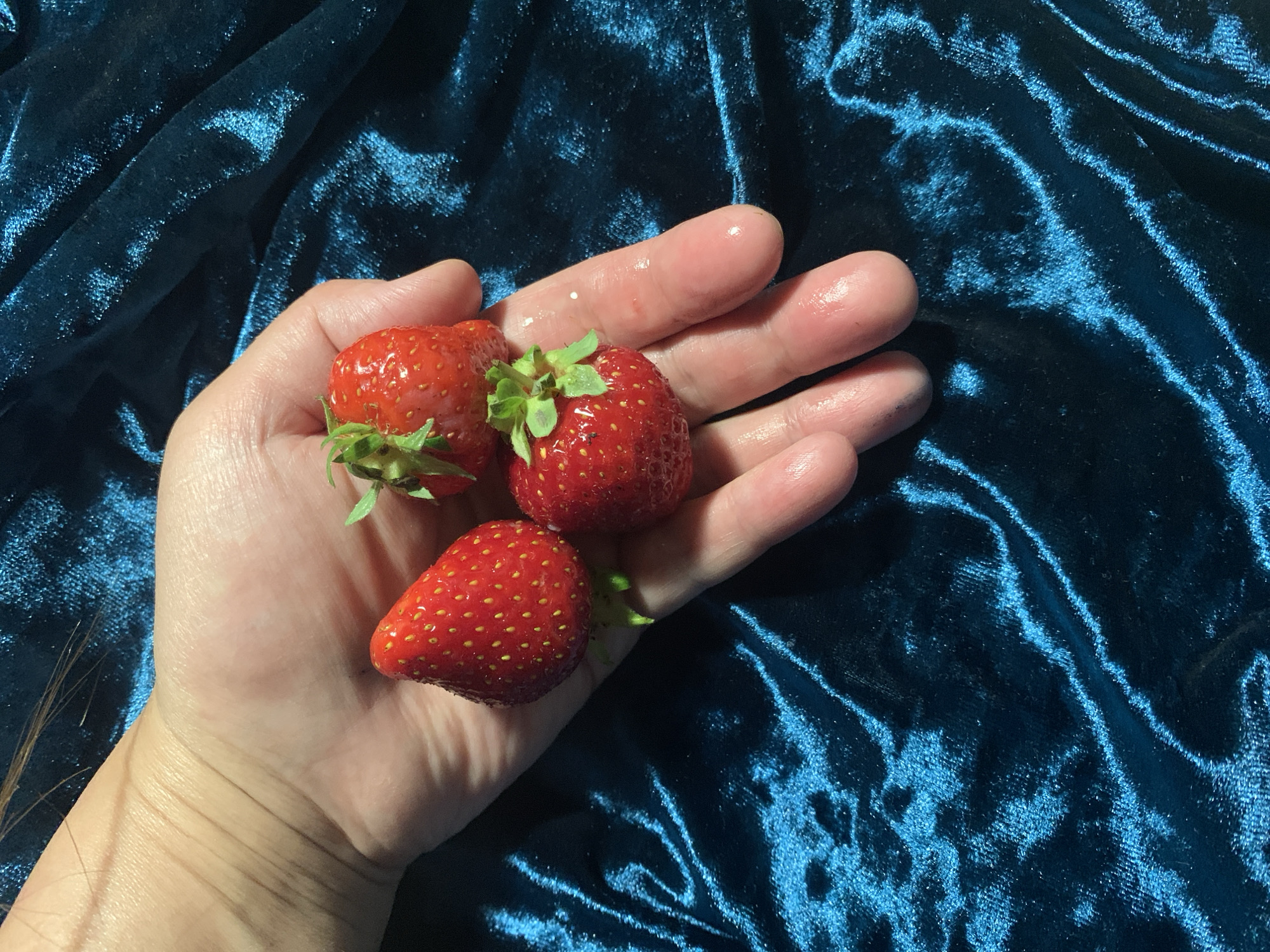 A close-up shot displays a person's open palm holding three ripe strawberries against a textured blue velvet background. The strawberries are red with small yellow seeds, and green leafy stems attach to two of them. The person's hand appears slightly glossy or wet. The background texture suggests a soft, luxurious fabric. There is no location.