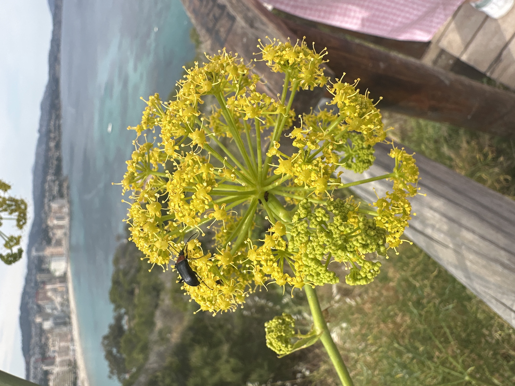 The image shows a close-up of a yellow flower with small clusters of blossoms, possibly part of an umbel inflorescence, with a black beetle with a red head on it. The flower is in focus against a blurred background featuring a coastline with buildings along the beach, which can be identified as Calp, Spain, and a body of water, presumably the Mediterranean Sea. The sky is overcast, and there is a wooden fence visible on the right side of the frame.