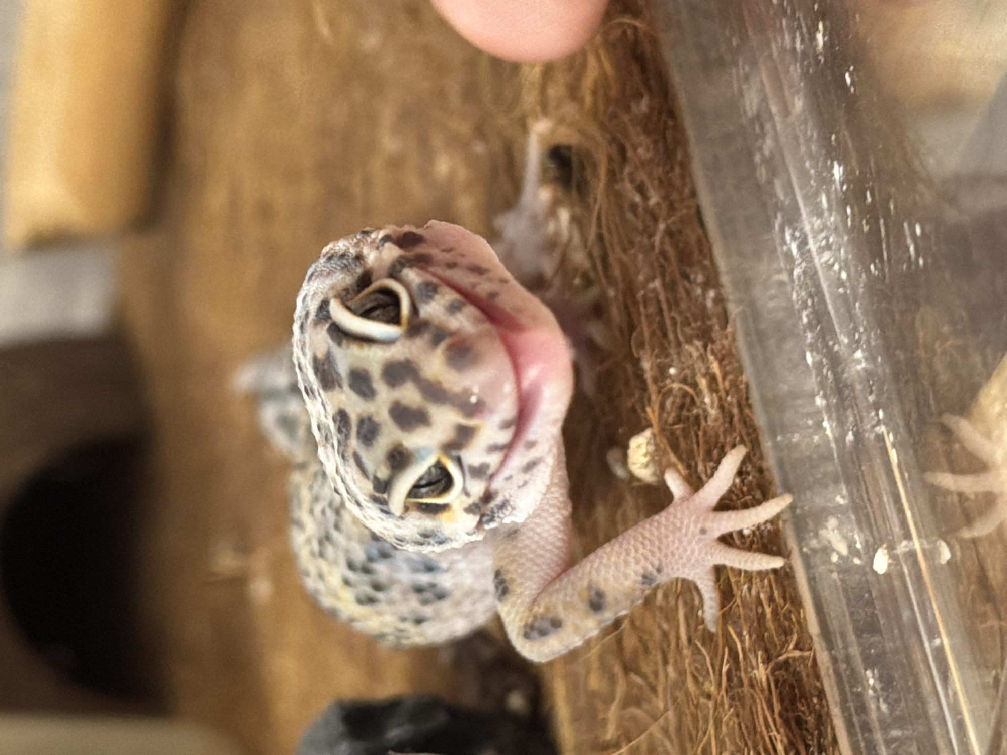 A high-angle, close-up photograph depicts a leopard gecko with an open mouth, displaying its pink tongue. The gecko has a spotted pattern on its head and body. Its right front foot, exhibiting five toes, rests on brown, fibrous material. A partially visible, transparent object (possibly a container or enclosure wall) is located on the right side of the frame. A human finger is visible in the top center of the image. The background includes dark and light brown areas, along with a black circular shape in the lower left. There is no information in the image to suggest the location is Izhevsk, Russia.