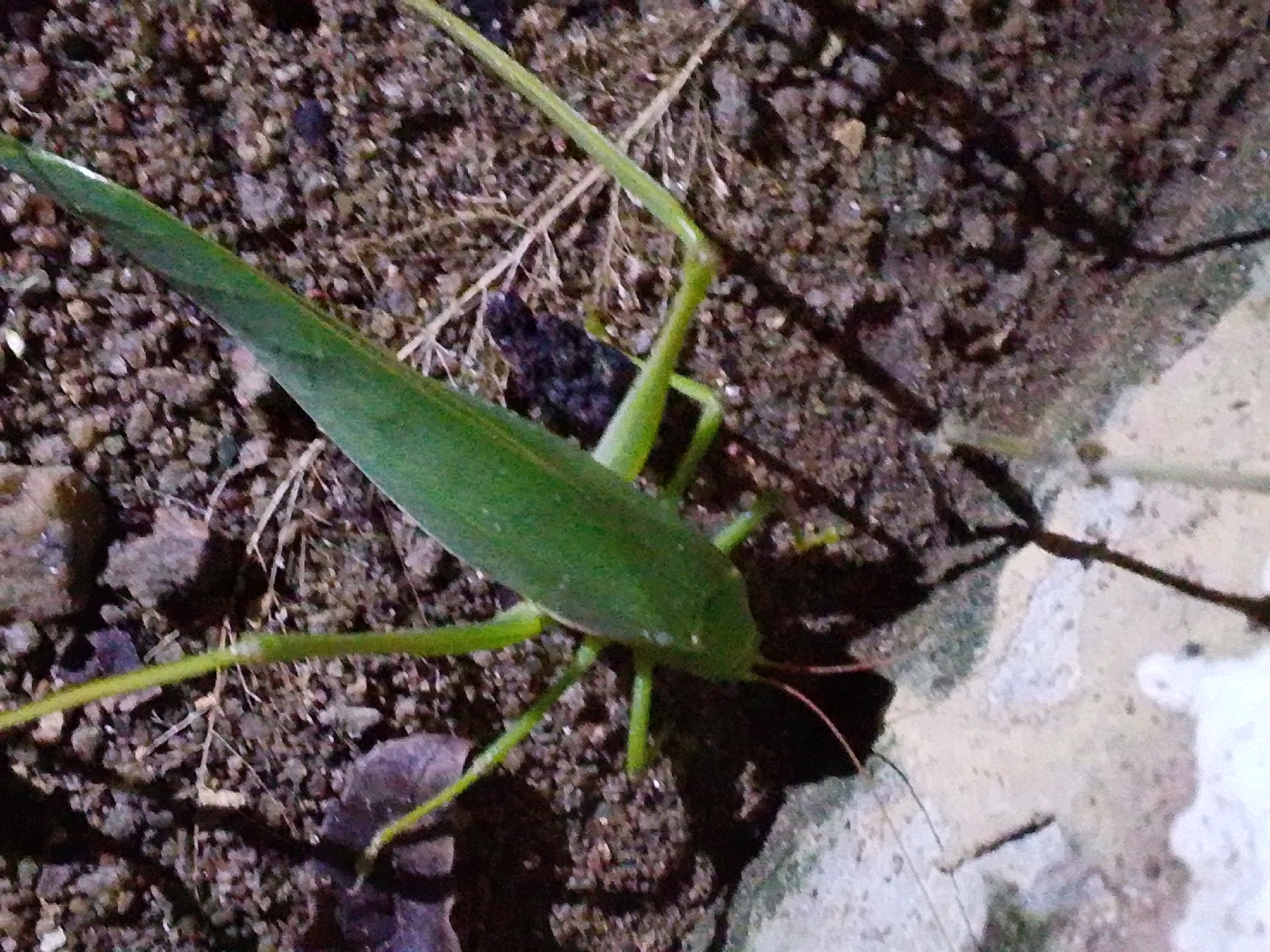 A green praying mantis is positioned on dark soil with small rocks. The praying mantis is elongated and has visible legs and antennae. The background consists of soil, small stones, and some dry plant matter. A light-colored, irregular object, possibly a stone or concrete, is present in the lower right portion of the image. The scene appears to be outdoors, potentially in a garden or natural area. There are no people or man-made structures other than the light-colored object visible in the image. The image does not contain any information about the location in Serti, Nigeria.