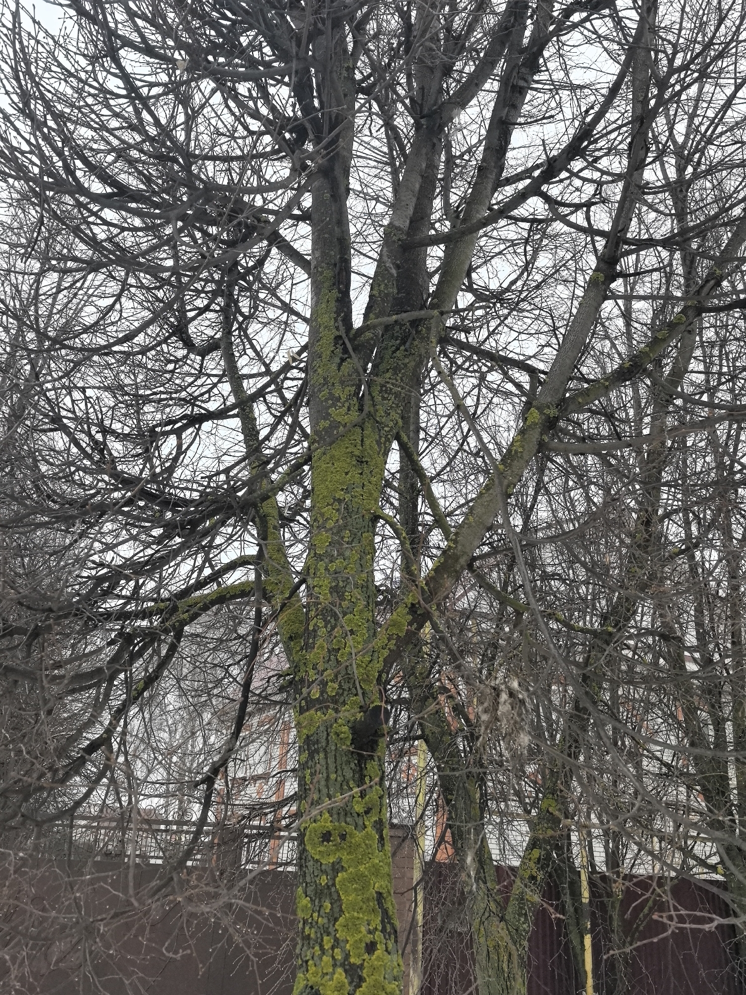 The image shows a group of trees, likely in an urban area of Sergach, Russia. The trees are bare, suggesting it is winter or a cold season. The trunks of some trees are covered with green moss. In the background, there is a fence, some buildings, and an overcast sky. The scene appears still and quiet.