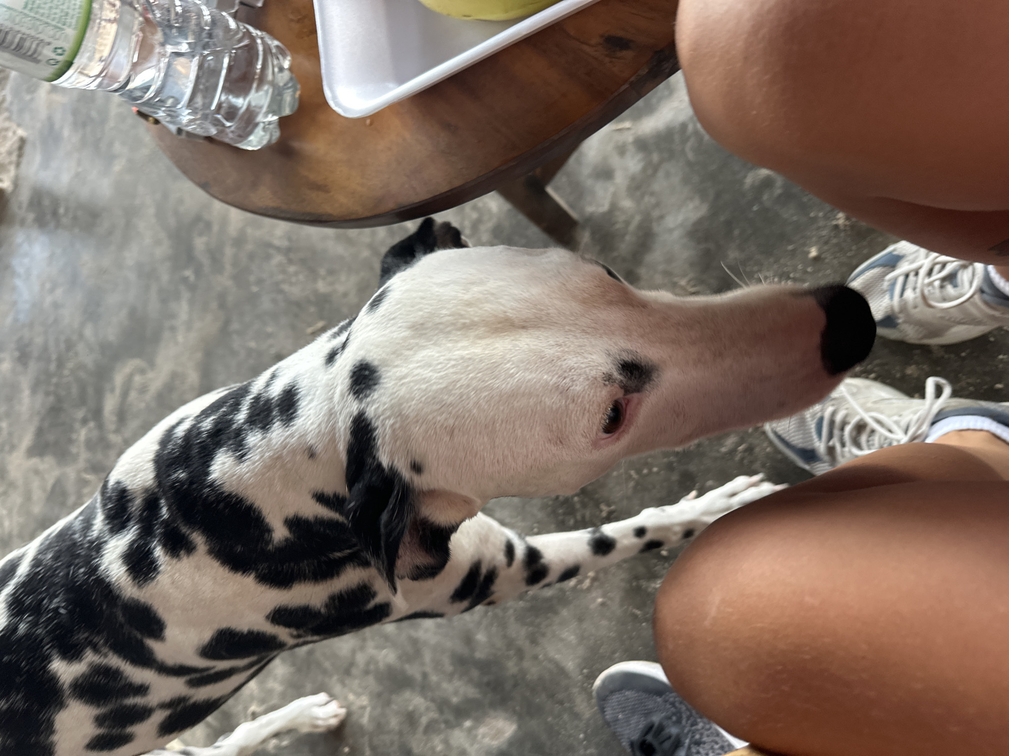 In Mũi Né, Vietnam, a Dalmatian dog with black spots on a white coat bends its head down towards the legs of an unseen person, who is wearing white sneakers and visible legs. The dog's snout is near a white sneaker. Nearby, on a round wooden table, is a plastic water bottle and a white styrofoam container holding a yellow fruit, possibly a mango. The ground is a gray, sandy surface. The scene suggests a casual outdoor setting, possibly a cafe or a roadside stop in Mũi Né.