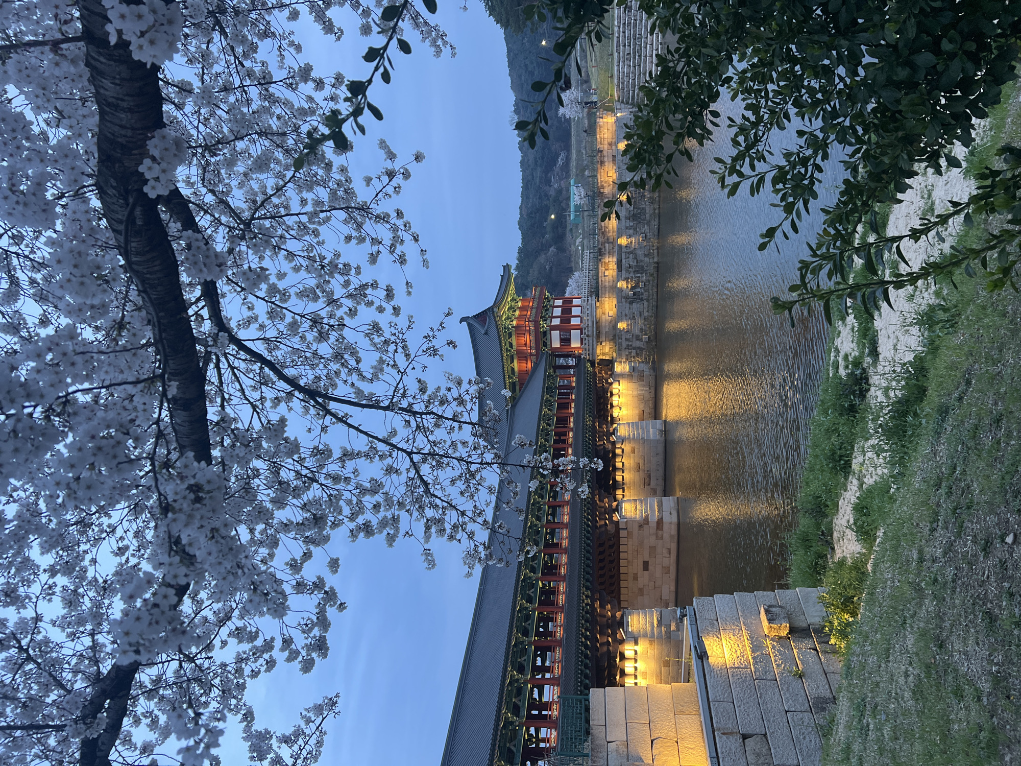 Captured in Gyeongju-si, South Korea, the image depicts a traditional Korean bridge at dusk, prominently displaying its architectural details. The bridge, illuminated with warm lights, spans across a river with visible reflections. Cherry blossoms frame the left side of the view, hinting at spring. Lush greenery flanks the riverbanks, and a hill rises in the background. The image suggests a serene environment, void of visible human activity, focusing on the natural and architectural landscape.