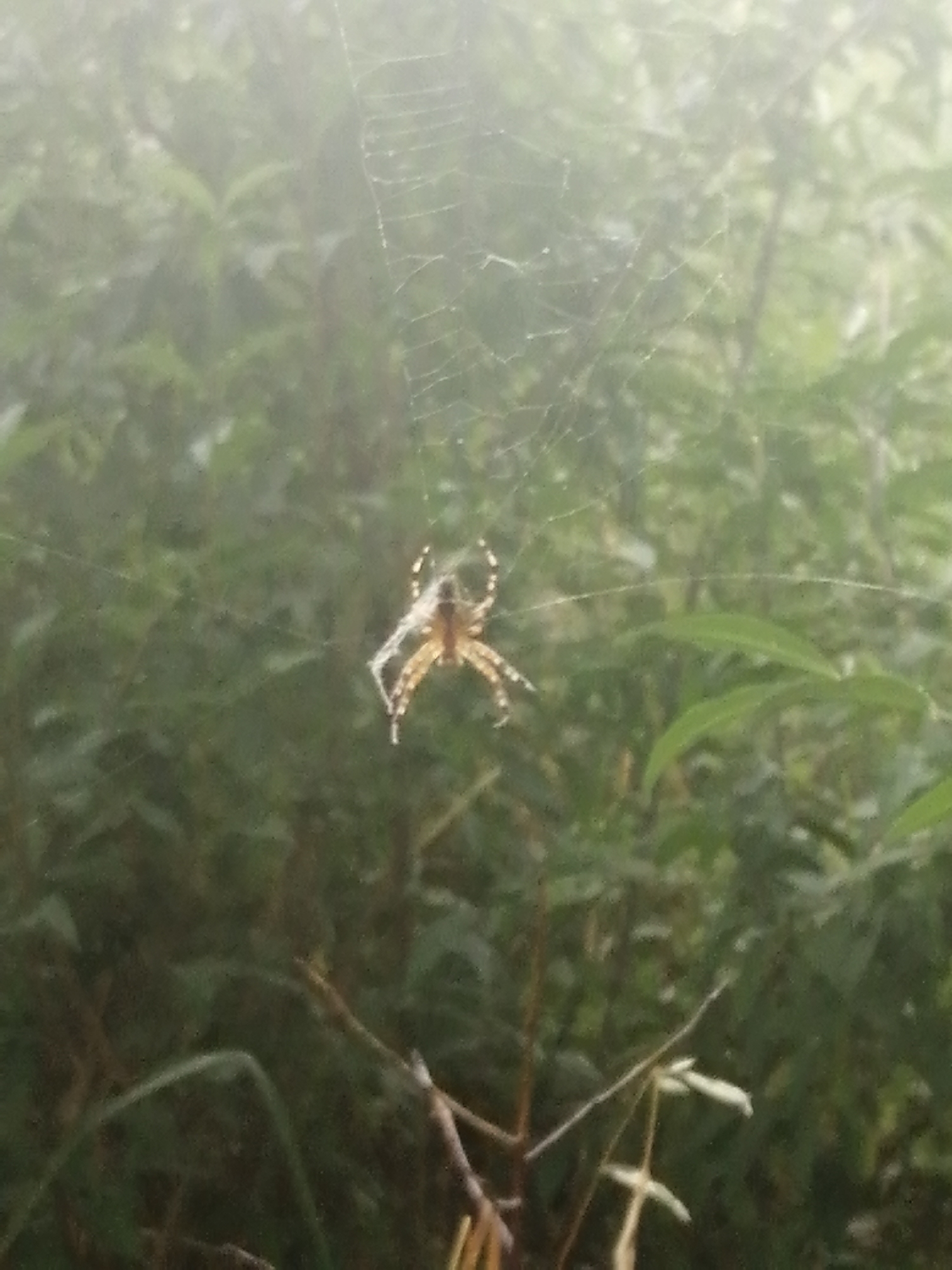 A spider is suspended in its web amidst foliage, likely in a natural setting. The image is hazy, suggesting a misty or foggy environment, and the colors are muted green and brown. The spider, a medium-sized arachnid, is positioned in the center of the frame, with its legs splayed out. Its web is intricate and delicate, spanning across a portion of the image. The background is filled with blurred green leaves and branches, indicating a wooded or garden area. No specific location in Slonim, Belarus, can be identified from the image itself, as it lacks any distinguishing landmarks or signs.