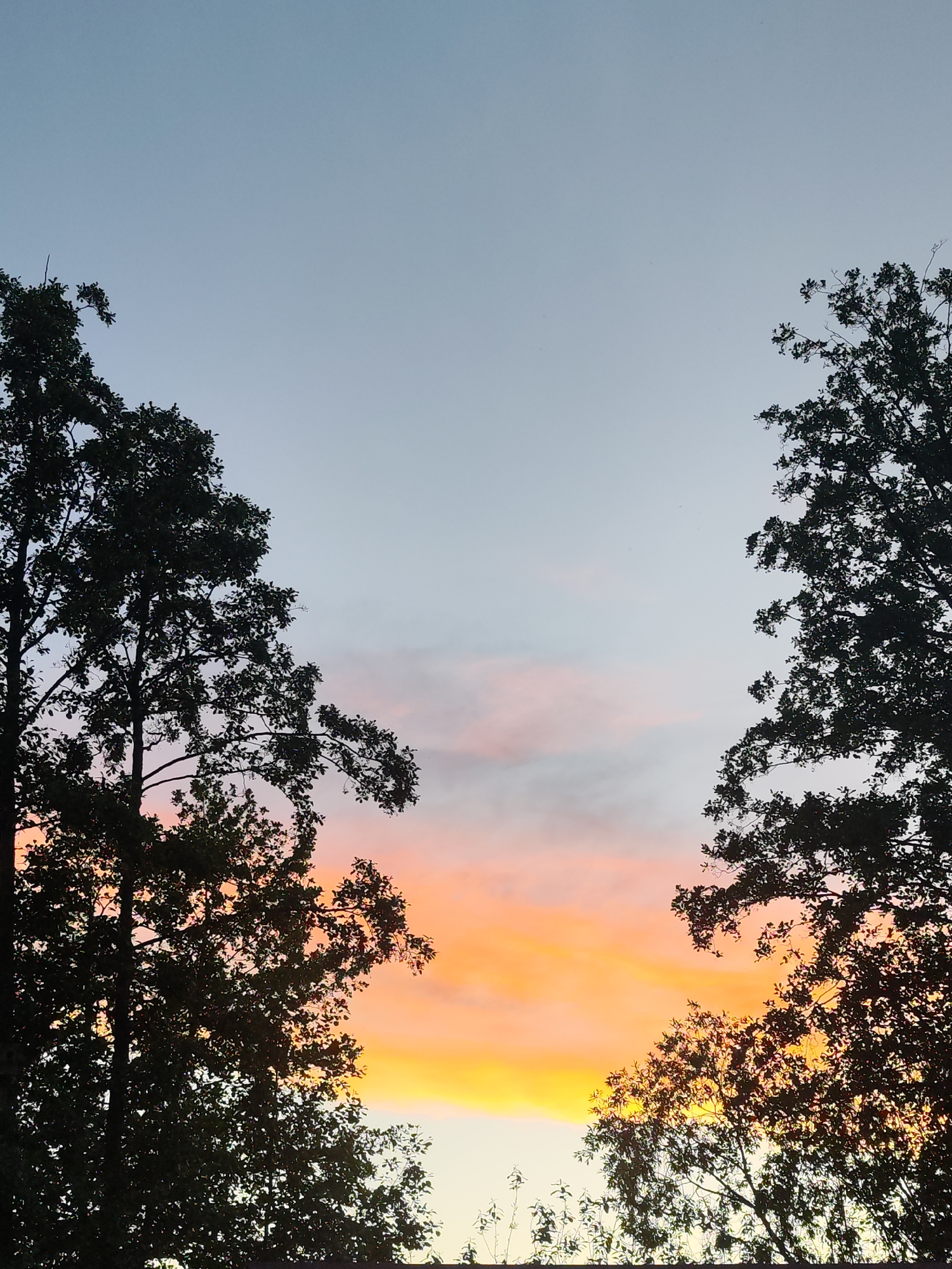 This is a natural scene capturing a sky at either sunrise or sunset, viewed from a low angle, with dark silhouettes of trees framing the vibrant heavens. The upper portion of the sky is a clear, serene pale blue, transitioning downwards into soft pink and light purple clouds, which then give way to an intense, glowing band of orange and yellow light towards the bottom of the frame. This dramatic gradient of color strongly suggests the magical light of dusk or dawn.
Two large trees, appearing as dark, intricate silhouettes, flank the sky on the left and right sides of the image. Their branches, adorned with dense foliage, are clearly visible against the brighter sky, creating a natural frame for the colorful display. The details of their leaves and branch structures are discernible despite being silhouetted. No distinct horizon is visible, emphasizing the expansive sky. There are no people, man-made objects, or visible text in the image. The overall impression is one of natural beauty and tranquility, likely captured in an outdoor setting in Chaikovsky, Russia, given the location context.