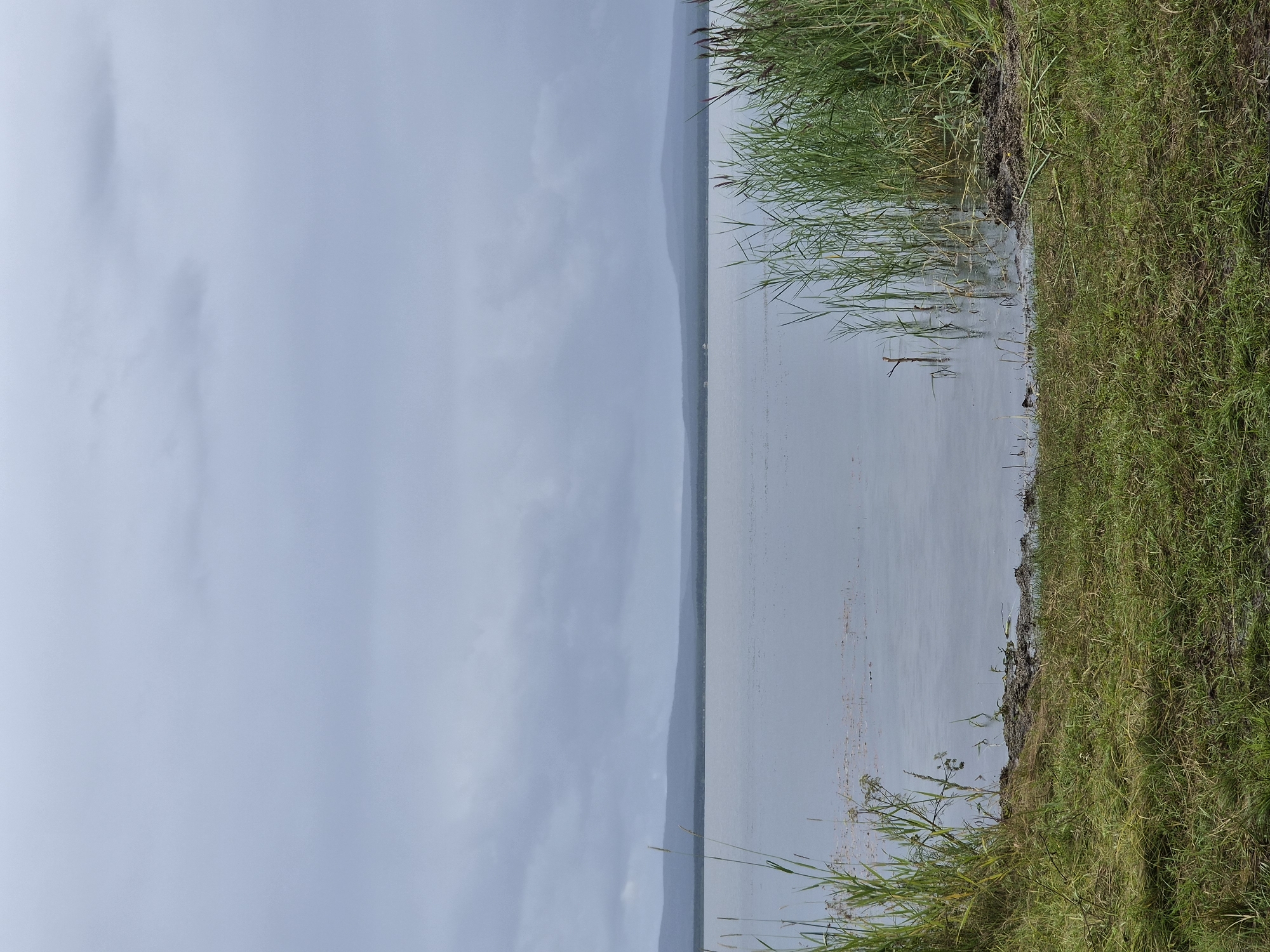 A landscape photograph captures a serene view of a lake under a cloudy sky. In the foreground, a grassy bank slopes down to the water's edge, with tall reeds and wild grasses growing along the shore. The water of the lake is calm and reflects the muted tones of the overcast sky. In the distance, a low, dark mountain range stretches across the horizon, partially obscured by mist. The overall impression is one of natural tranquility, with the scene appearing to be located in an undeveloped, natural area.