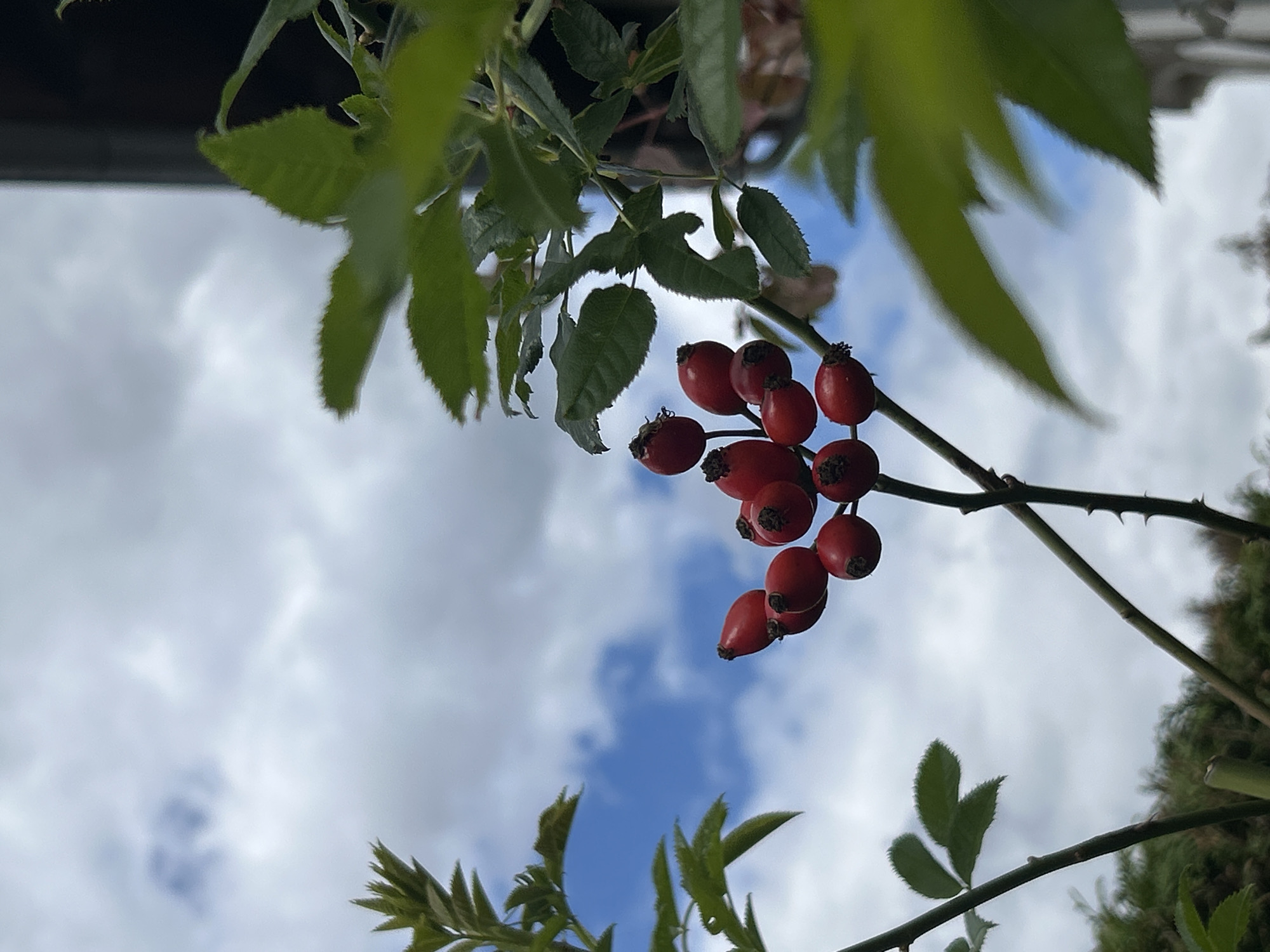 The image shows a close-up of a rosehip bush with bright red berries, set against a cloudy sky. The bush has thorny stems and green leaves. In the background, part of a dark building structure is visible on the right side, and blurred greenery suggests an outdoor setting. The lighting is natural, indicating daytime. There are no people or animals present in the scene. This image was taken in Detmold, Germany.