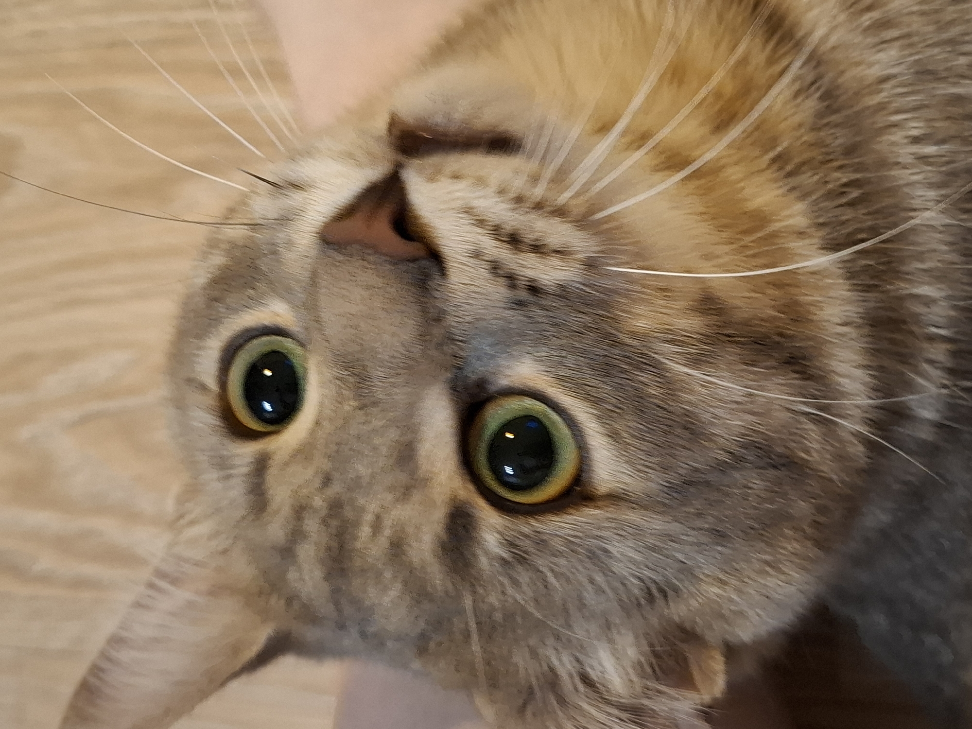 A close-up, Dutch angle shot shows the face of a silver tabby cat. The cat's eyes are large and green with reflective pupils. Its fur is grey and striped with black. Long white whiskers extend from its snout. The background is a blurred, light-brown wooden surface. The image does not contain any information about the city of Zemun Urban Municipality, Serbia.