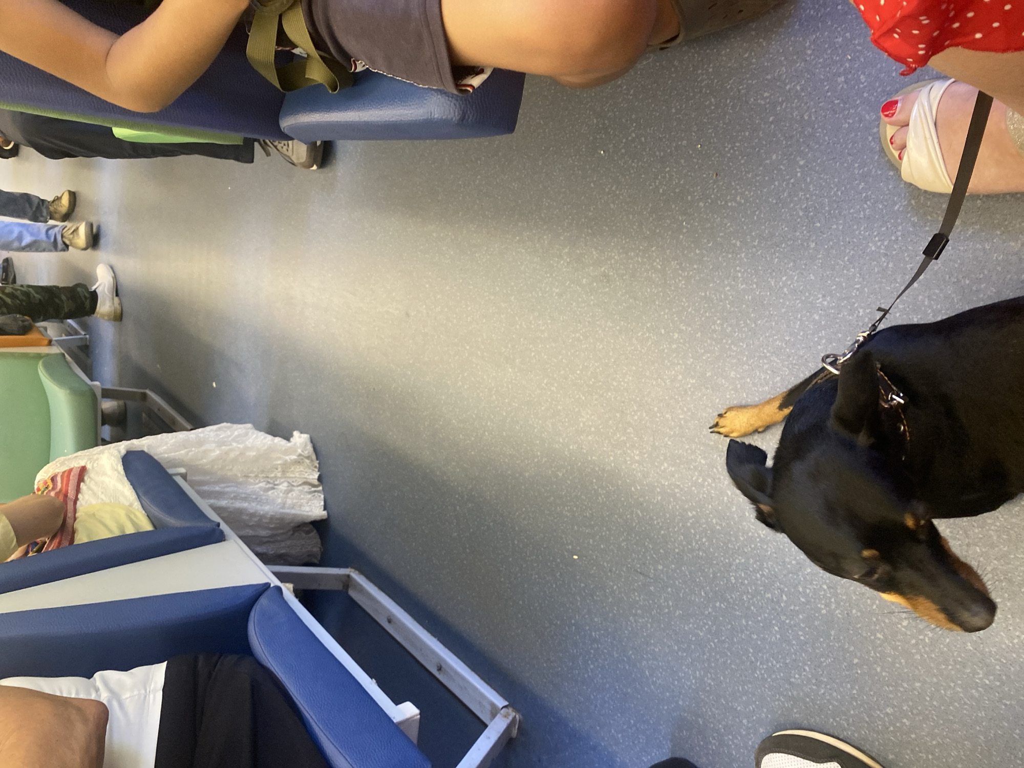 This is a low-angle, interior shot of a public transport vehicle, possibly a train or bus, with a focus on the floor and lower sections of the seating. The flooring is a speckled grey material. In the foreground, a black and tan dog with tan markings on its face and legs lies on the floor, attached to a black leash that extends towards the right of the frame. A person's right foot, wearing a white sandal with red-painted toenails, is visible near the leash. To the left, a portion of a white shoe is visible. The seating in the vehicle consists of blue and white padded sections. In the background, the legs of several individuals are visible, some standing and some seated, indicating multiple passengers. The environment suggests a casual public transportation setting. There is no indication of the specific city of Strunino, Russia, or any other geographical location.
