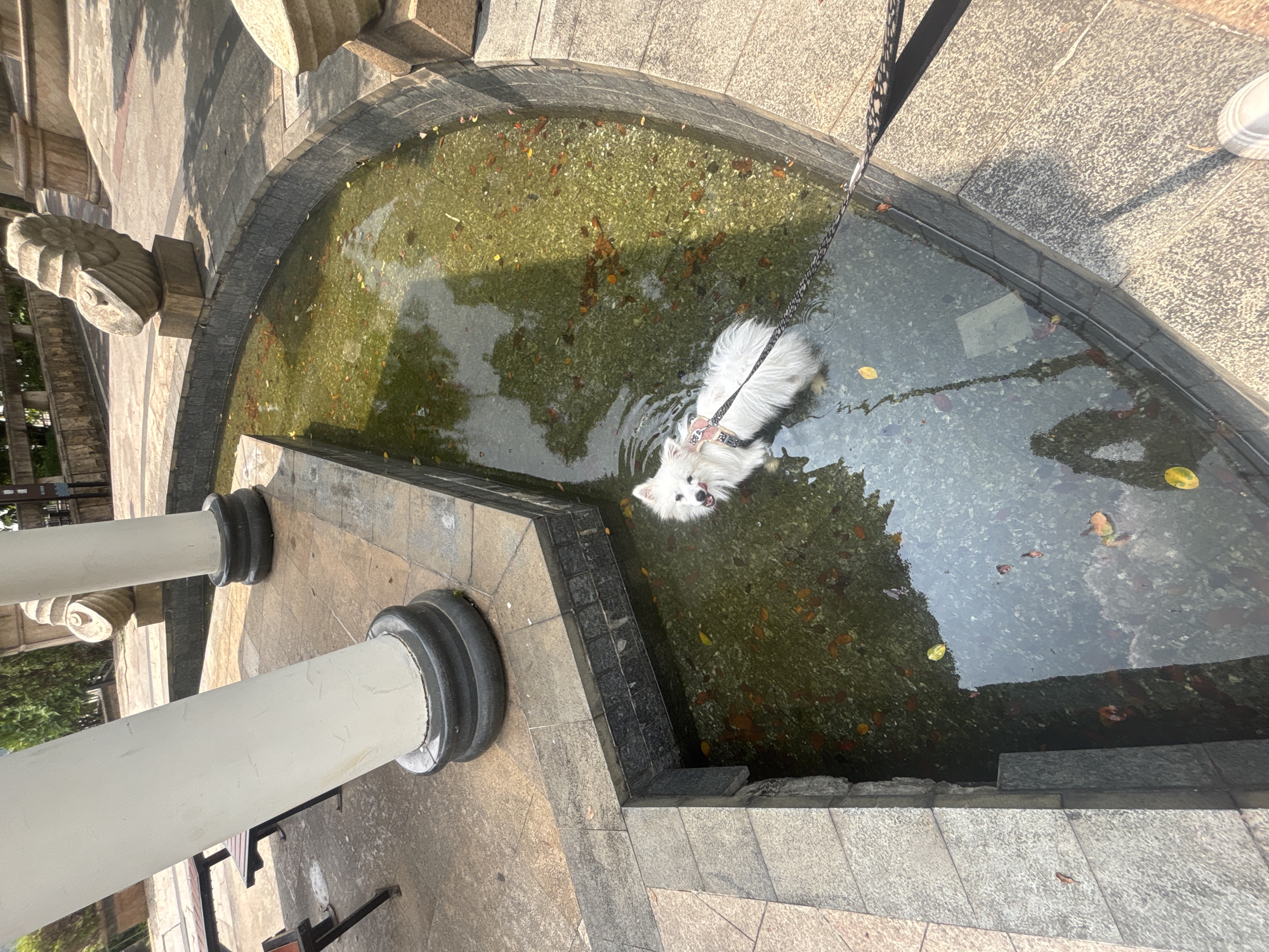 A white dog with a black and white leash stands in a shallow, rectangular fountain filled with murky water and fallen leaves. The fountain is surrounded by a stone pathway and is bordered by grey stone blocks. In the background, two large, white, cylindrical pillars with black bases stand on either side of the fountain. Further in the background, a stone sculpture resembling a coiled shell is visible. The scene appears to be outdoors in a park-like setting. The lighting suggests it is daytime, with shadows cast by the pillars. The overall impression is one of a serene outdoor public space.