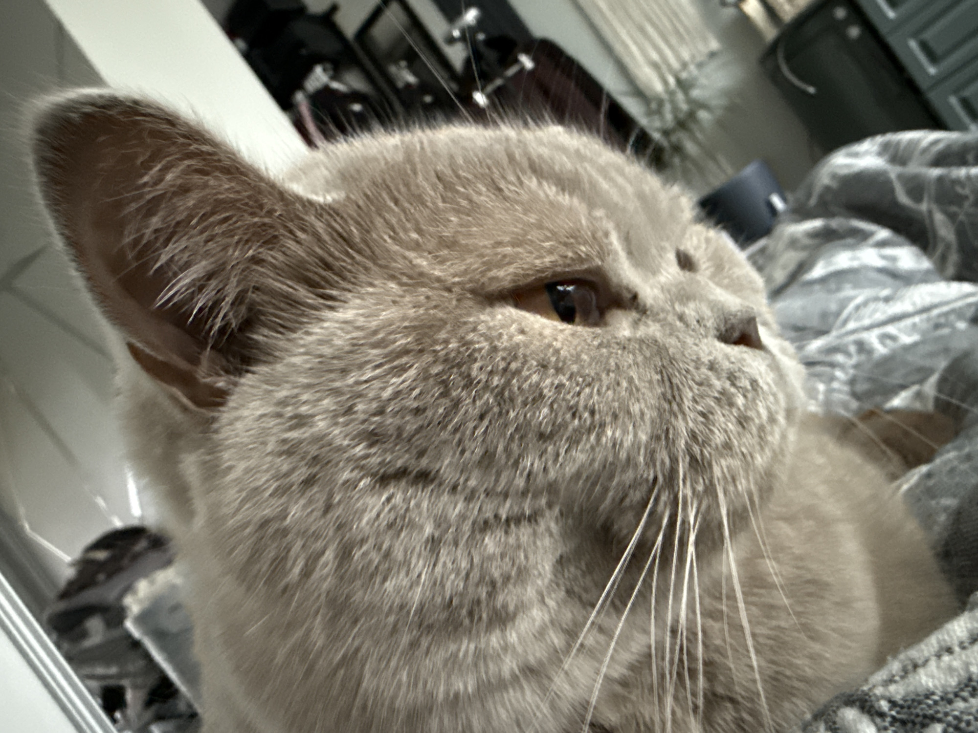 A close-up, eye-level, profile shot features a cream-colored cat nestled in a blanket. The cat's right ear is visible in the upper left of the frame, and its amber eye is focused to the right. The cat's whiskers are prominent, extending from its muzzle. The background is blurred, showing hints of furniture and household items. The lighting suggests an indoor setting. There is no indication of the cat's location within the city of Sovetskiy, Russia.
