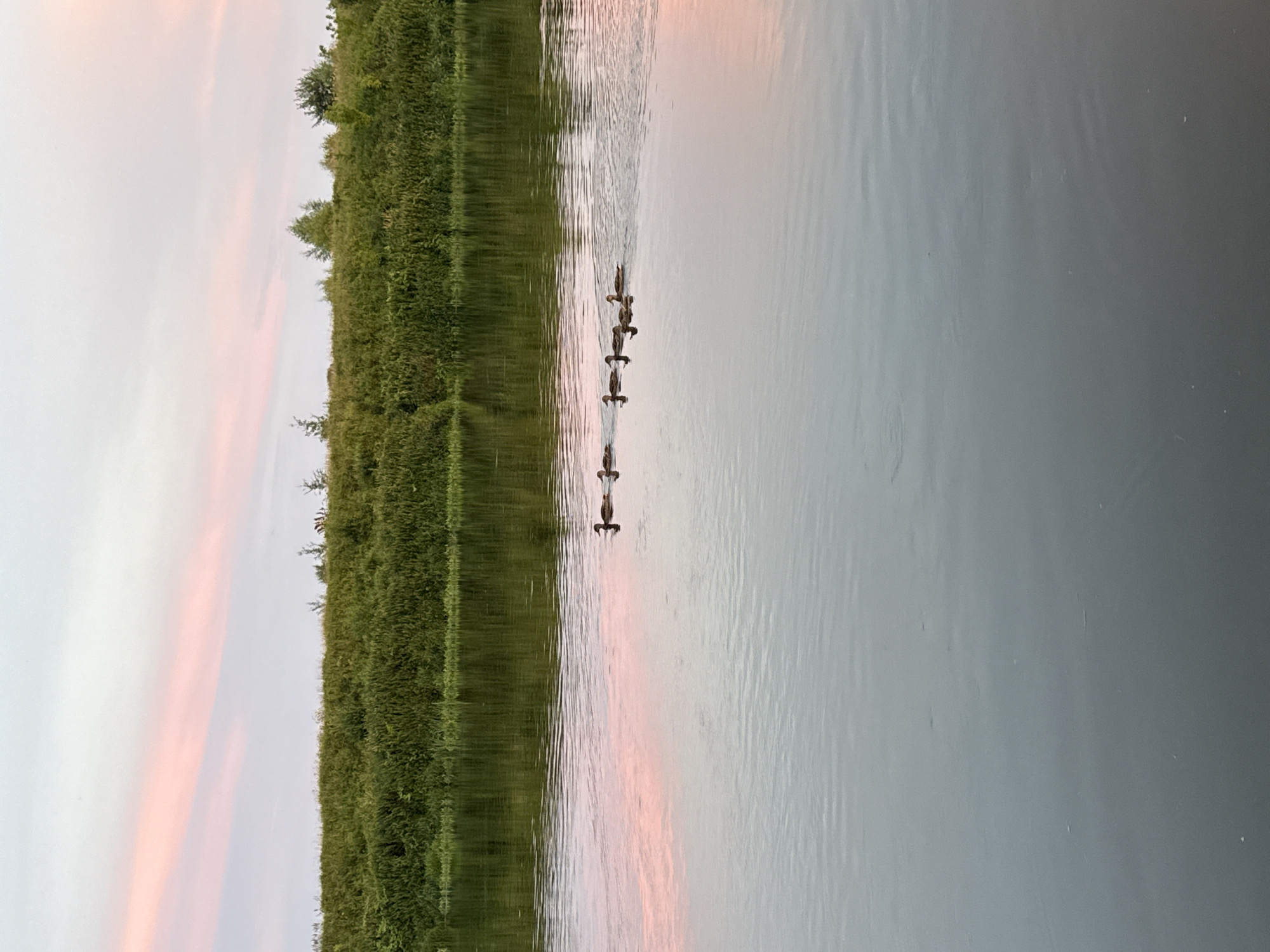 A serene waterscape features a calm river reflecting a soft pink and white sky. A dense, green, grassy embankment lines the far bank of the river. In the middle of the river, a small group of five ducks swims in a loose formation, their dark silhouettes stark against the water's surface. The image was captured during daylight hours, likely at dusk or dawn given the sky's coloration. The scene appears to be situated along the Dnieper River in Mahilyow, Belarus, a location known for its natural beauty.