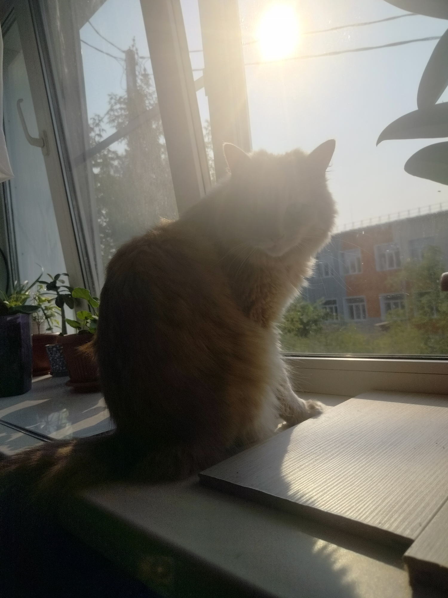 A fluffy, ginger cat sits on a windowsill, bathed in the bright sunlight streaming through the window. The cat is silhouetted against the bright sky and its face is obscured by the glare. In the background, through the window, are trees and a multi-story building. Several potted plants are visible on the windowsill to the left of the cat. The windowsill itself is made of a light-colored material with a textured surface, and the cat's paw is resting on it. The scene is set in Yashkino, Russia.