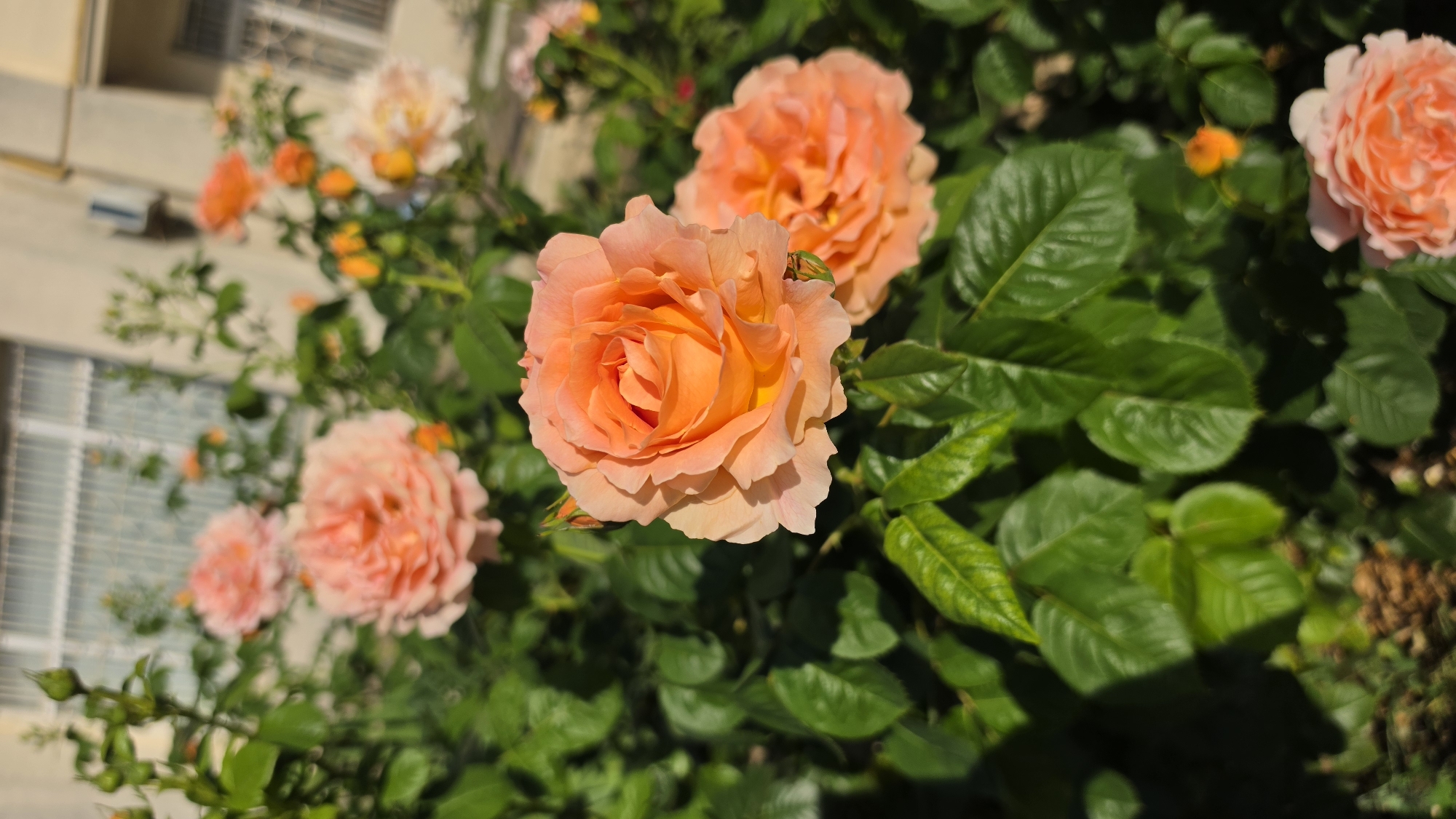 A vertical shot focuses on a cluster of peach-colored roses blooming outdoors. The rose in the foreground, on the left, is in sharp focus, showcasing its tightly packed petals with a gradient of color from a deep peachy orange in the center to a lighter peach at the edges. To its right, another rose, slightly out of focus, shares a similar hue. In the background, more roses and rosebuds are visible, some lighter peach and others a pale cream with orange centers, all nestled amongst lush green leaves. The scene is bathed in sunlight, casting soft shadows and highlighting the textures of the petals and foliage. Behind the roses, out-of-focus elements suggest an urban environment, with a building facade featuring windows and an air conditioning unit, along with hints of a light-colored wall. The overall impression is one of vibrant natural beauty set against a muted, urban backdrop.