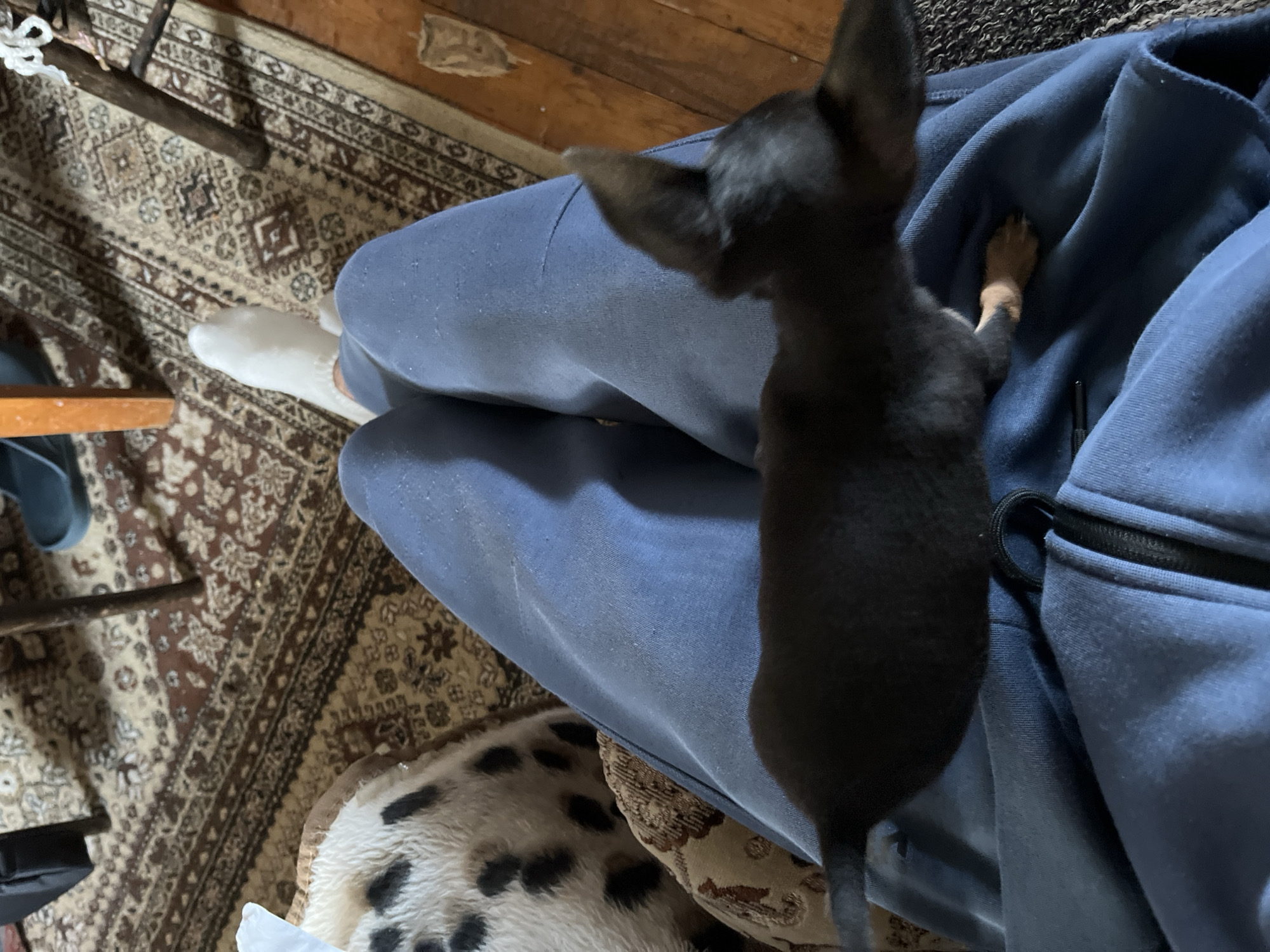 A person wearing blue sweatpants and a white sock is sitting, with a small, black dog standing on their lap, partially on a blue hoodie. The scene takes place indoors, on a patterned rug near wooden flooring and a pillow with a black and white speckled pattern. It's impossible to confirm the location in Kliment, Bulgaria, without additional contextual information within the image.