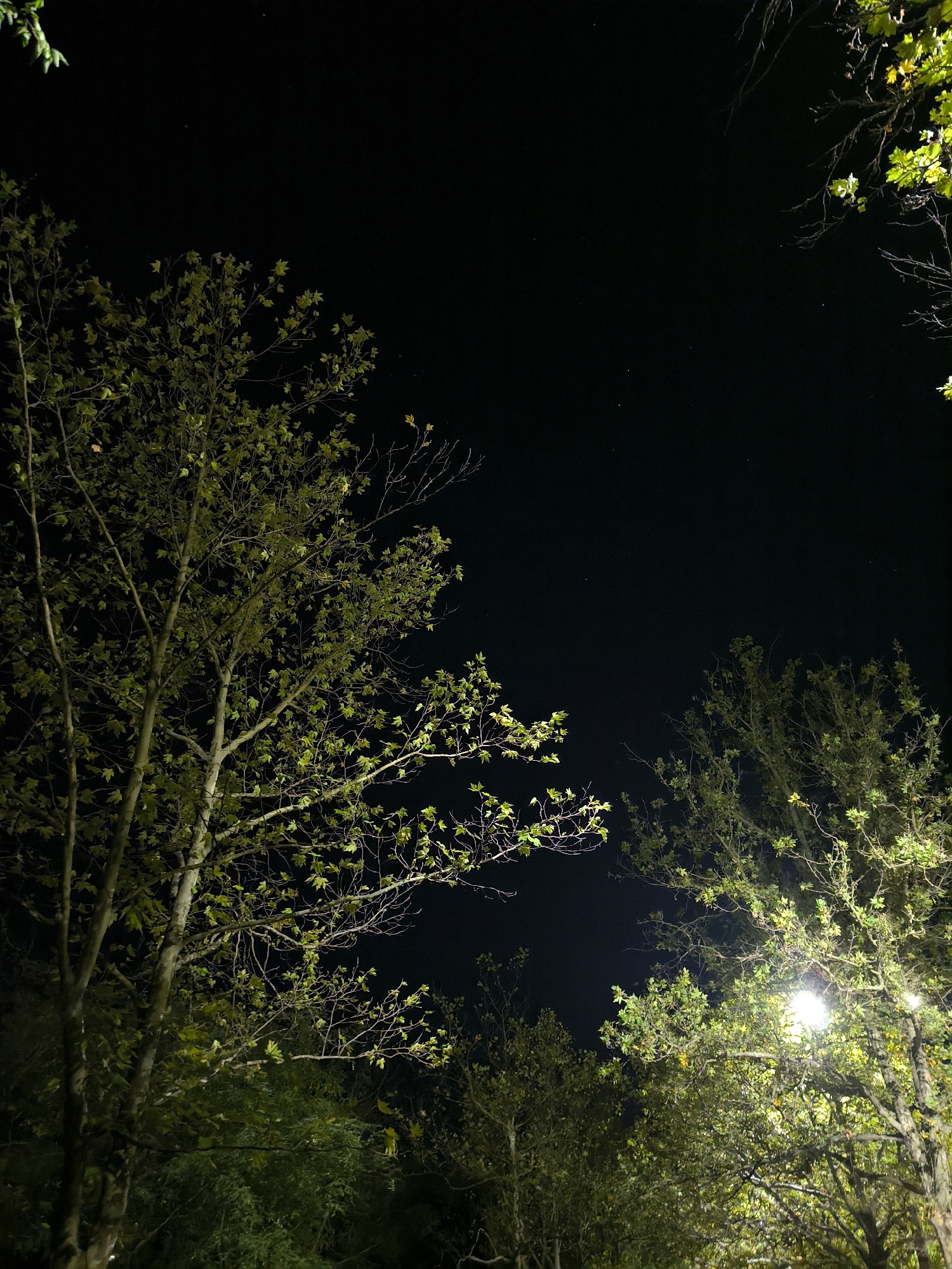 The image depicts a nighttime scene outdoors, likely in an urban or suburban setting, as indicated by the presence of a streetlamp. The dominant elements are trees with green leaves, silhouetted against a dark night sky. The sky is mostly black, with a few faint stars visible. The trees are illuminated from below by artificial light, which casts a yellowish glow on their branches and foliage. The leaves appear to be in a state of growth, suggesting it is likely spring or summer. The composition is a low-angle shot, looking up into the canopy of the trees. There are no people or animals visible in the frame. The overall mood is serene and quiet.