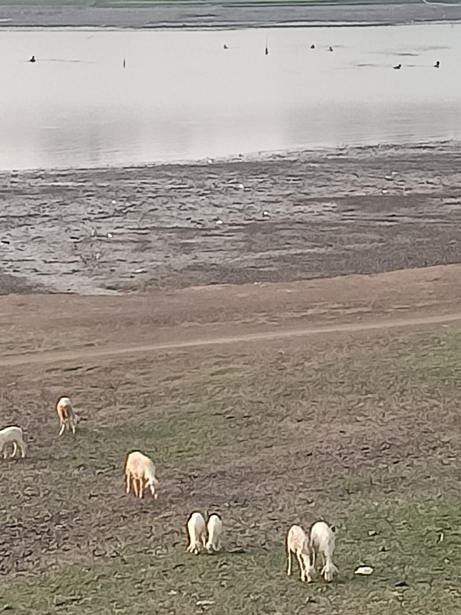 The image shows a pastoral scene at a body of water, possibly a reservoir or lake, with a muddy bank and a grassy field. Several sheep are grazing in the field. In the water, several dark shapes suggest birds or waterfowl. The sky appears overcast or hazy. The location is identified as Ketro, Indonesia.