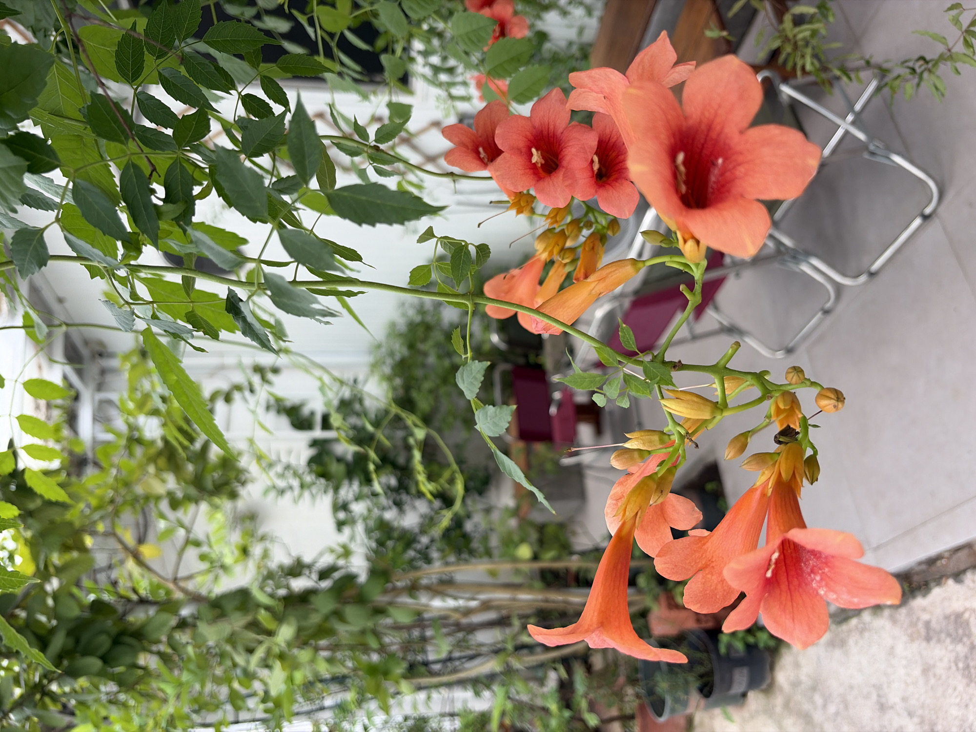 The image captures a close-up view of vibrant, trumpet-shaped orange flowers cascading from a vine. The flowers are in various stages of bloom, with some fully open and others still in bud. The vine is lush with green leaves, some of which are out of focus in the foreground and background. Behind the flowers, a white wall of a building is visible, along with a metal chair with a red seat, and some potted plants. The overall setting appears to be an outdoor patio or garden area, possibly in a residential or commercial space in Đà Nẵng, Vietnam, given the context provided. The lighting suggests it is daytime. No people or animals are present in the frame. The scene is tranquil and focuses on the natural beauty of the flowering vine.