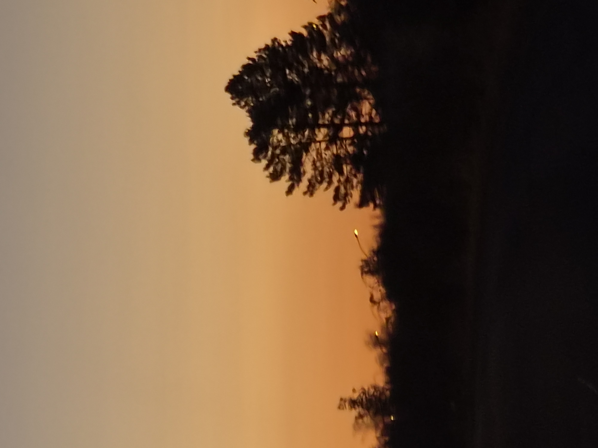 The image depicts a silhouetted pine tree against an orange sky at dusk. The tree stands in front of a dark, undulating treeline, which is broken by several faint lights that appear to be streetlights. The ground in the foreground is dark and indistinct, suggesting it is a road or an open area. The scene has a serene and atmospheric quality, typical of twilight in a rural or semi-rural setting. Without additional context, it is impossible to pinpoint the exact location within Leudelange, Luxembourg, but the presence of streetlights suggests proximity to a road or populated area.