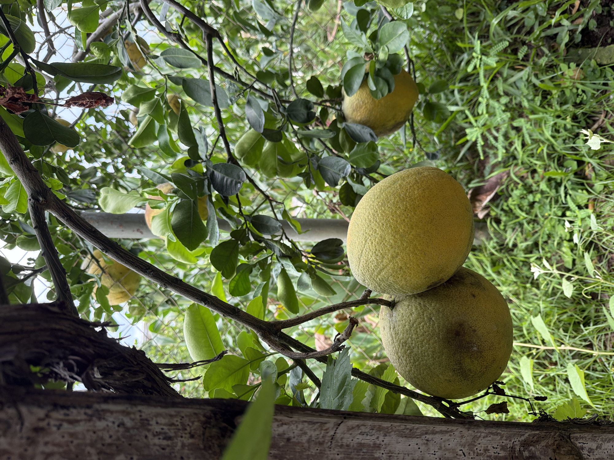 The image displays a close-up view of a pomelo tree in Nha Trang, Vietnam. Several large, round, yellow-green pomelos are visible, hanging from branches amidst lush green leaves. One pomelo is in the foreground on the left, partially obscuring another pomelo next to it. A third pomelo is visible in the background, further to the right. The tree trunk, with rough, textured bark, is on the left side of the frame. The background is filled with green foliage and grass, suggesting an outdoor environment. The lighting indicates it is daytime.
