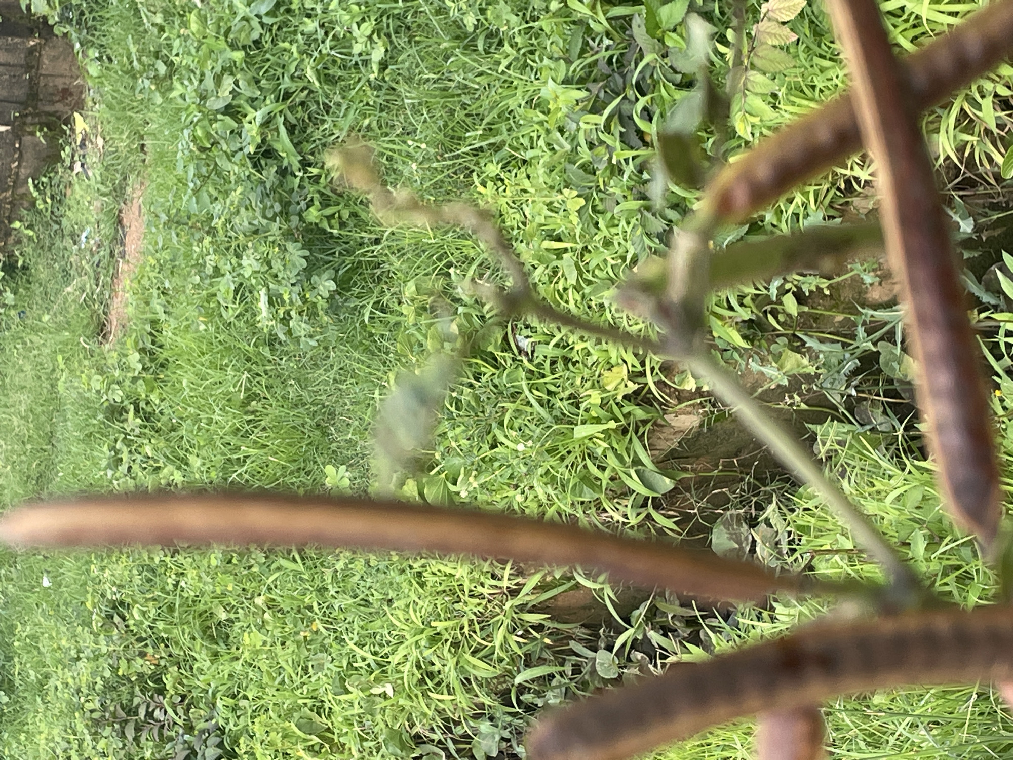 The image is a close-up, vertical shot of out-of-focus brown seed pods and stems in the foreground, obscuring a background of dense, green vegetation. The vegetation appears to be a mix of grasses and leafy plants, some with small white flowers, suggesting an outdoor, unkempt environment. A rough, textured wall or concrete structure is visible in the upper right portion of the background, partially covered by plants. The overall impression is of a natural, overgrown area within a residential or semi-urban setting. The scene is consistent with an area in or around New Stadium, Nigeria, where such vegetation and uncultivated spaces are common. There are no people or discernible activities depicted in the image.