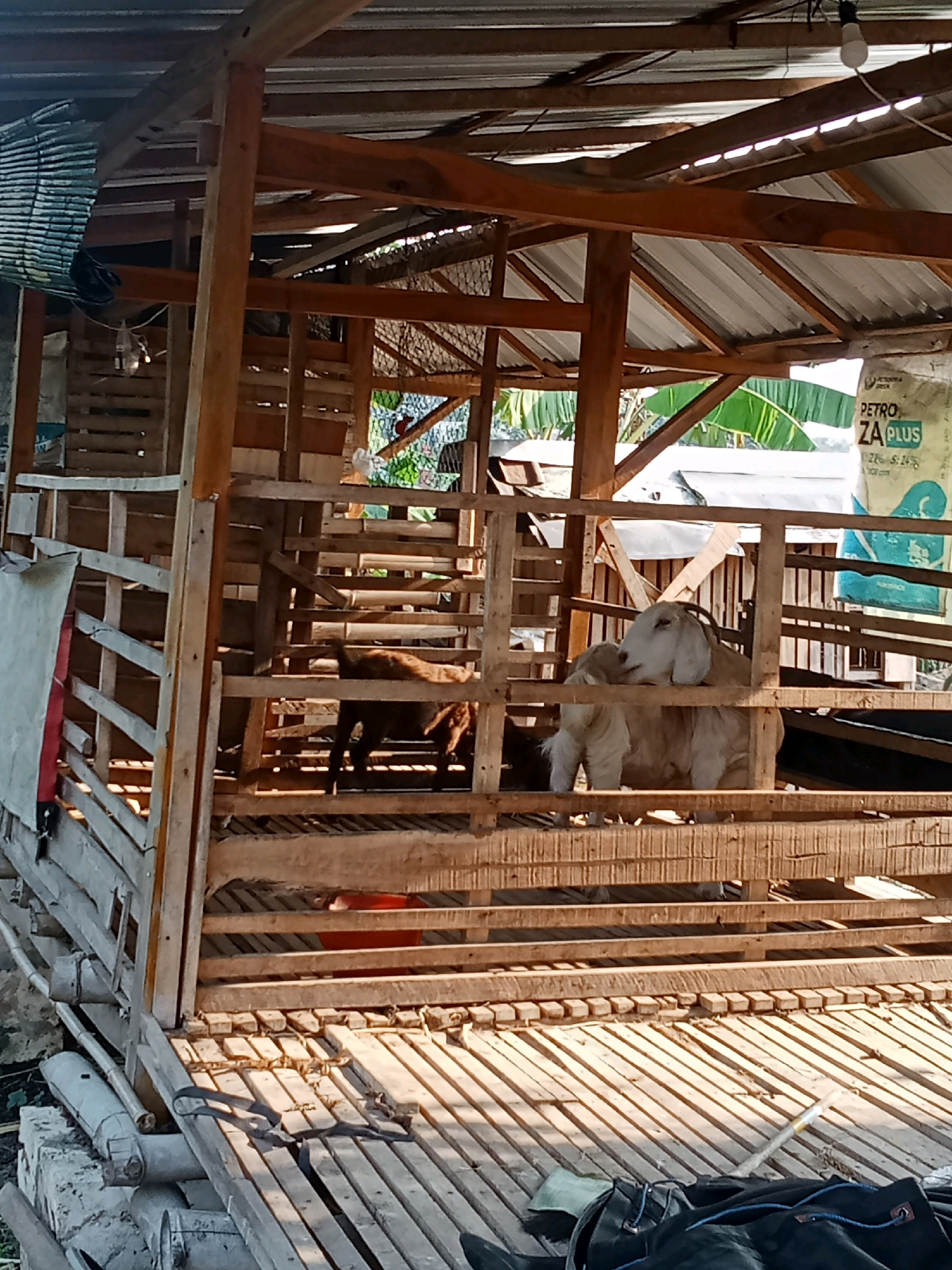 The image depicts a wooden goat pen in Sumberringin, Indonesia. Inside the pen, two goats are visible. One is light-colored and appears to be resting or standing, while another darker-colored goat is further back, partially obscured. The pen is constructed from roughly hewn wooden planks and poles, with a corrugated metal roof supported by wooden beams. In the background, lush green foliage suggests an outdoor setting, with a large white bag labeled "PETRO ZA PLUS" visible to the right. The floor of the pen is made of wooden slats. Some farming equipment, including a shovel, is present on the wooden platform outside the pen.