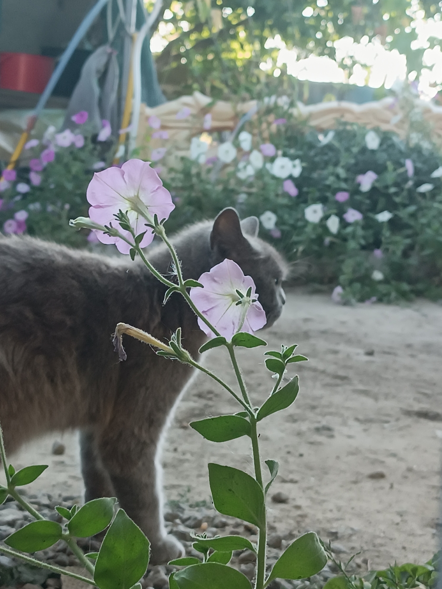 A gray cat is partially visible in the foreground of the image, with its back facing the camera and its head turned to the right. It stands on a sandy, gravelly surface. In front of the cat and slightly to the right, a plant with delicate light purple flowers and green leaves is in focus. The background is blurred and shows a garden area with more purple and white flowers and green foliage. Sunlight filters through the leaves in the upper background, creating a dappled effect. The scene appears to be outdoors, likely in a residential garden. The Vypasne, Ukraine location is inferred from the prompt.