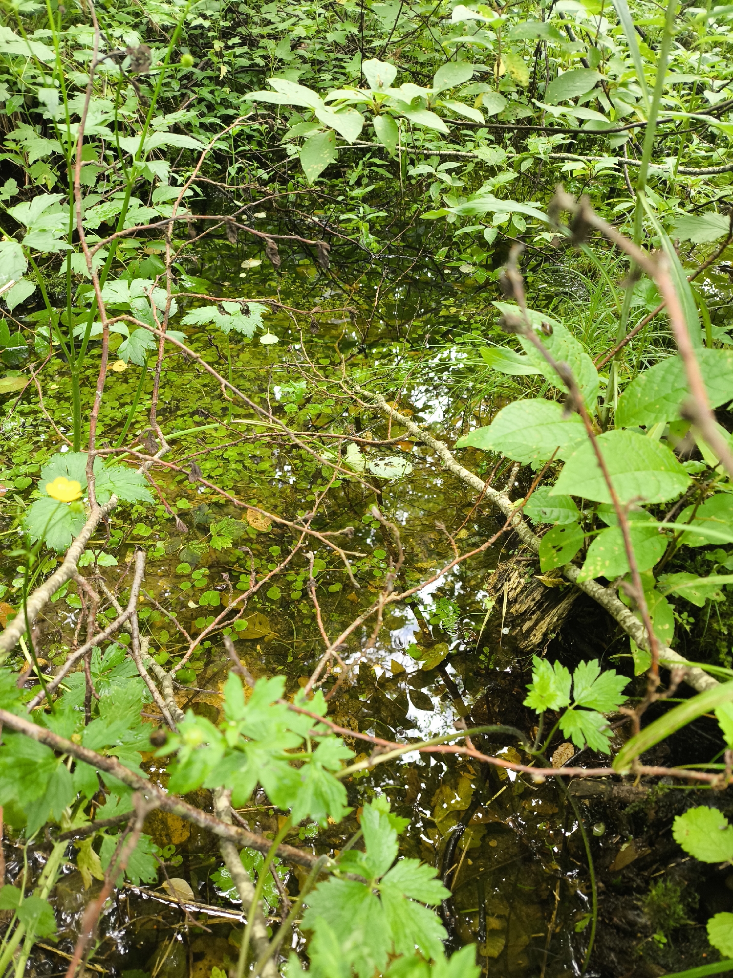 The image depicts a close-up view of a shallow, murky body of water surrounded by dense green foliage and fallen branches. The water's surface is partially covered with small, round, green aquatic plants, and reflections of the surrounding greenery are visible. Several bare, thin branches extend across the water, some resting on the surface and others suspended above. The foreground is dominated by lush green leaves of various shapes and sizes, some of which appear damp, suggesting recent rain. The overall impression is of a natural, somewhat overgrown wetland environment. No people or specific landmarks are visible. The location is identified as Unknown, Unknown.