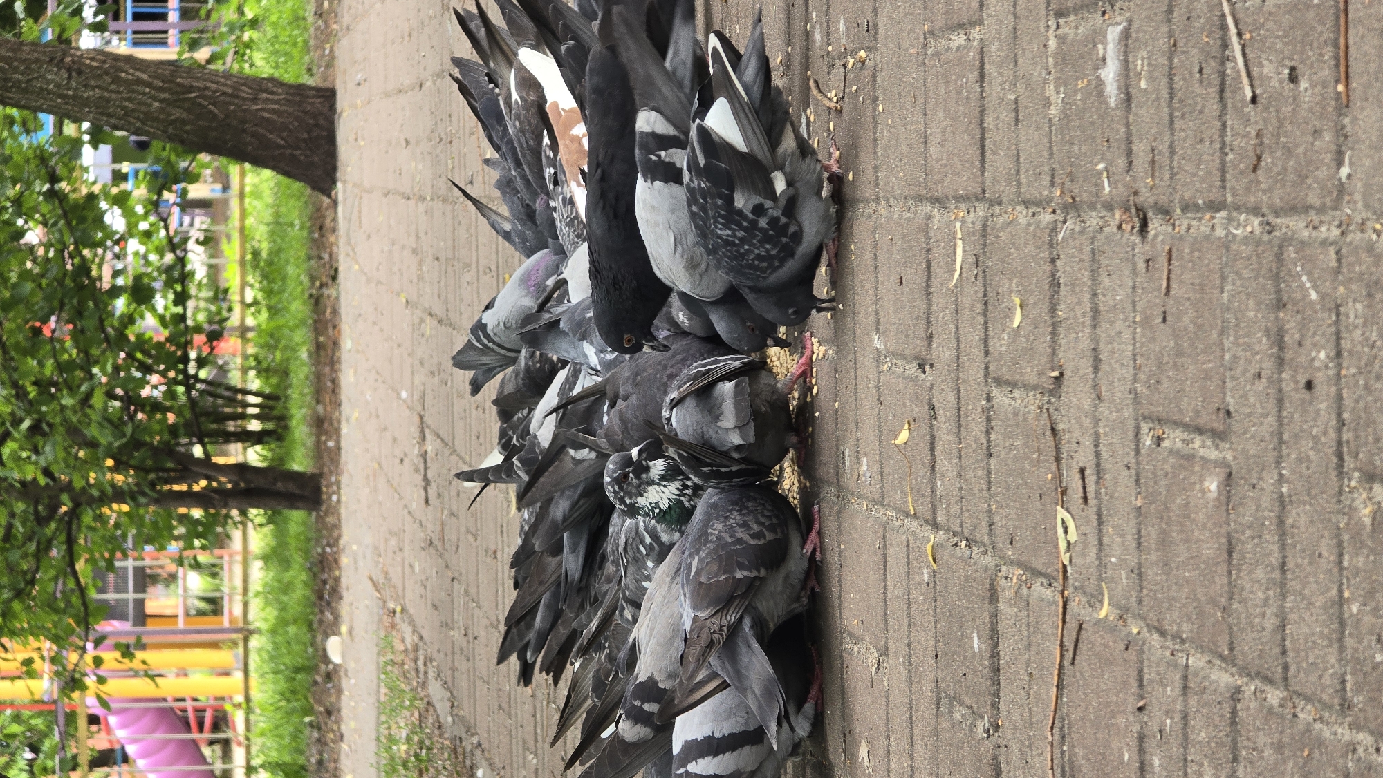 The image depicts a large group of pigeons clustered together, actively feeding on scattered grain or birdseed on a paved walkway. There are at least a dozen pigeons visible, showcasing typical rock dove plumage variations including shades of grey, black, and white, with some exhibiting iridescent green and purple sheen on their necks. Their heads are mostly bent downwards as they peck at the food, and their pinkish-red feet are visible on the grey concrete pavers.
The walkway, made of rectangular interlocking pavers, fills the right side and foreground of the frame. Scattered on the pavement are small yellow leaves and twigs, in addition to the bird feed. To the left, a natural setting unfolds with lush green grass and several trees with dense green foliage. In the blurred background, hints of a colorful children's playground structure with yellow, blue, and pink elements can be discerned, suggesting a park or urban garden environment.
The lighting indicates daytime, likely a bright but possibly overcast day, as there are no harsh shadows. The scene portrays a common urban sight of birds interacting with human-provided food in a public space. No discernible text is visible in the image. The setting is consistent with a public area in Kyiv, Ukraine.