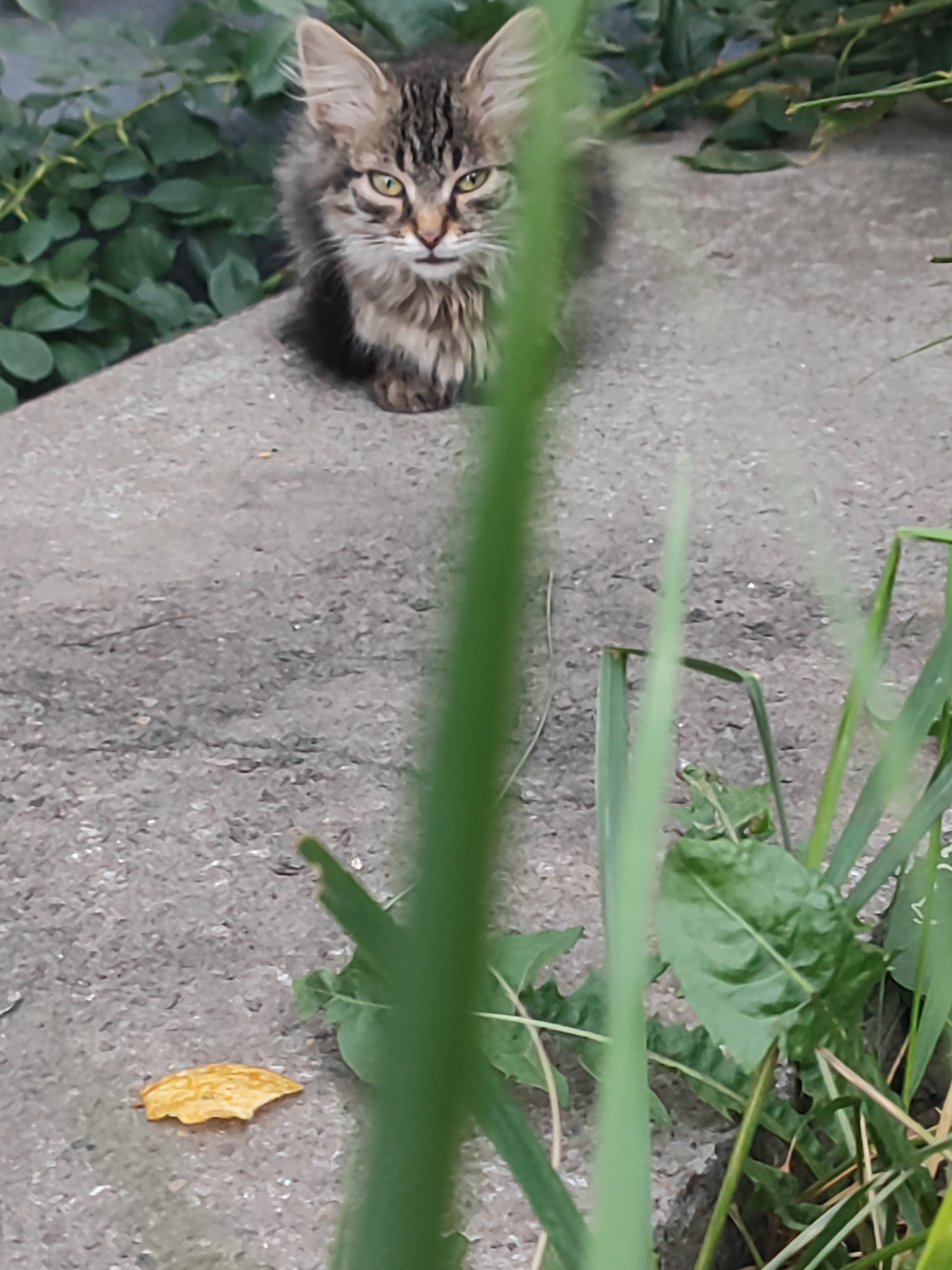 A fluffy, long-haired tabby kitten with green eyes is sitting on a rough, grey concrete surface. Behind the kitten is a dense patch of dark green foliage with some thorny branches visible. In the foreground, out-of-focus blades of grass and a single yellowed leaf lie on the concrete. The scene appears to be an outdoor urban environment, possibly a garden or park area, in Bila Tserkva, Ukraine.