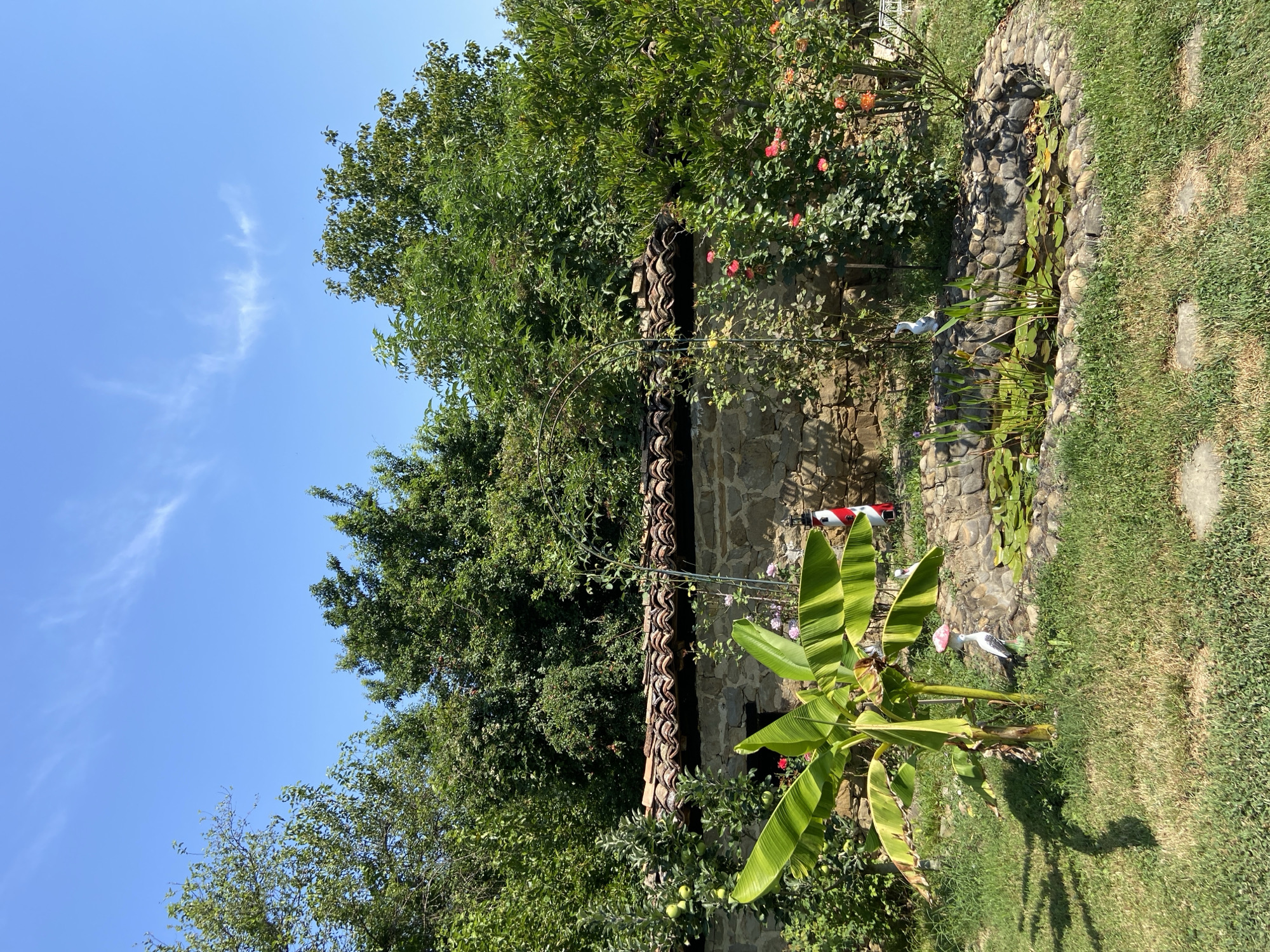The image depicts a tranquil backyard scene in Mindia, Bulgaria, bathed in the bright light of a sunny day. The foreground is dominated by a lush green lawn, with a few grey stepping stones visible. To the left, a young banana tree stands prominently, its broad, striped leaves catching the sunlight. Beside it, a whimsical bird-shaped garden ornament with a pink hat adds a touch of playful decoration.
A small, circular pond, bordered by rounded stones, occupies the center-right of the frame. Water lilies with broad green pads and some emergent aquatic plants float on the surface, creating a serene aquatic environment. Another bird-shaped garden ornament, this one white, stands near the pond's edge.
Behind the pond and banana tree, a rustic stone wall stretches across the middle ground, topped with a tiled roof. The wall is adorned with climbing roses in vibrant shades of pink and orange, adding bursts of color to the scene. A metal archway extends over the pond area, suggesting a space intended for climbing plants.
Further back, a dense wall of green foliage, composed of various trees and shrubs, forms a natural backdrop. The branches of these trees reach towards a clear blue sky, interrupted only by a few wispy white clouds. A red and white striped lighthouse-shaped garden ornament is partially visible near the stone wall. The overall impression is one of a well-maintained, peaceful garden space, likely a private residence or a small establishment in the Bulgarian countryside.