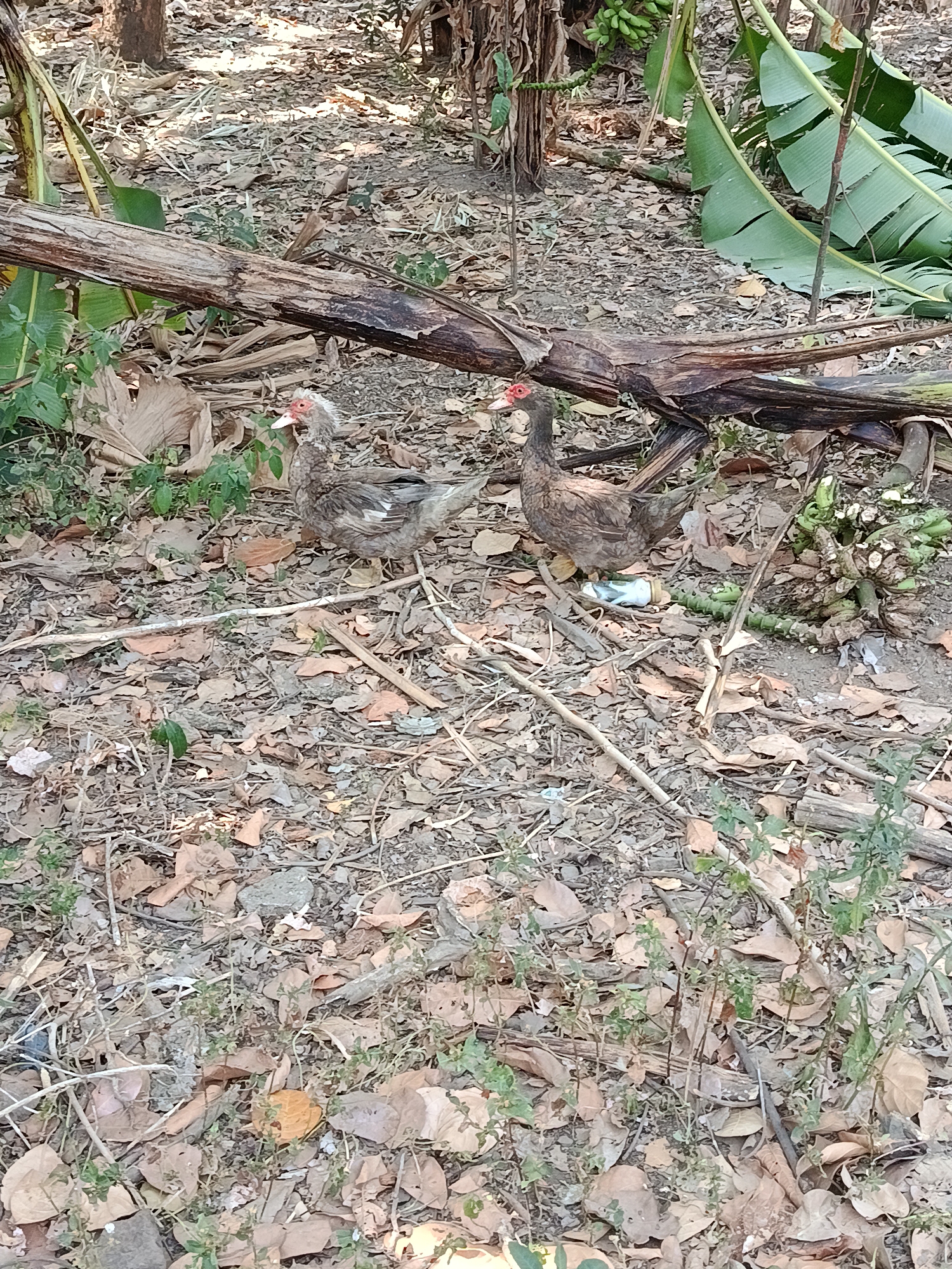 Two Muscovy ducks are standing on the ground in a natural environment. The ground is covered with fallen leaves and dry twigs. There are some green plants and a large fallen tree trunk. In the background, there are trees and some large green leaves, possibly from a banana plant. A white plastic bottle is on the ground near the duck on the right. The location is Kemiri, Indonesia.