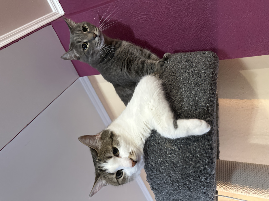 The scene depicts two domestic cats situated on a grey, carpeted cat tree platform within an indoor setting, identified as being in the city of Krasnoyarsk, Russia. The cat on the left is predominantly white with brown and grey tabby markings on its head, ears, and back. It possesses a pink nose with a small brown spot below its right nostril and green/hazel eyes. It is positioned with its head resting on its front paws, one white front paw with small dark grey spots dangling over the platform's edge, directing its gaze slightly downwards and to the left. The second cat, a grey tabby with lighter grey stripes, is seated upright on the platform behind the first, oriented towards the right. This cat displays prominent white whiskers and large, round, amber eyes, maintaining an alert posture. The background consists of a magenta-colored wall on the right and a light beige/cream wall on the left, meeting a white ceiling adorned with decorative crown molding. The lighting is ambient, characteristic of an interior room.