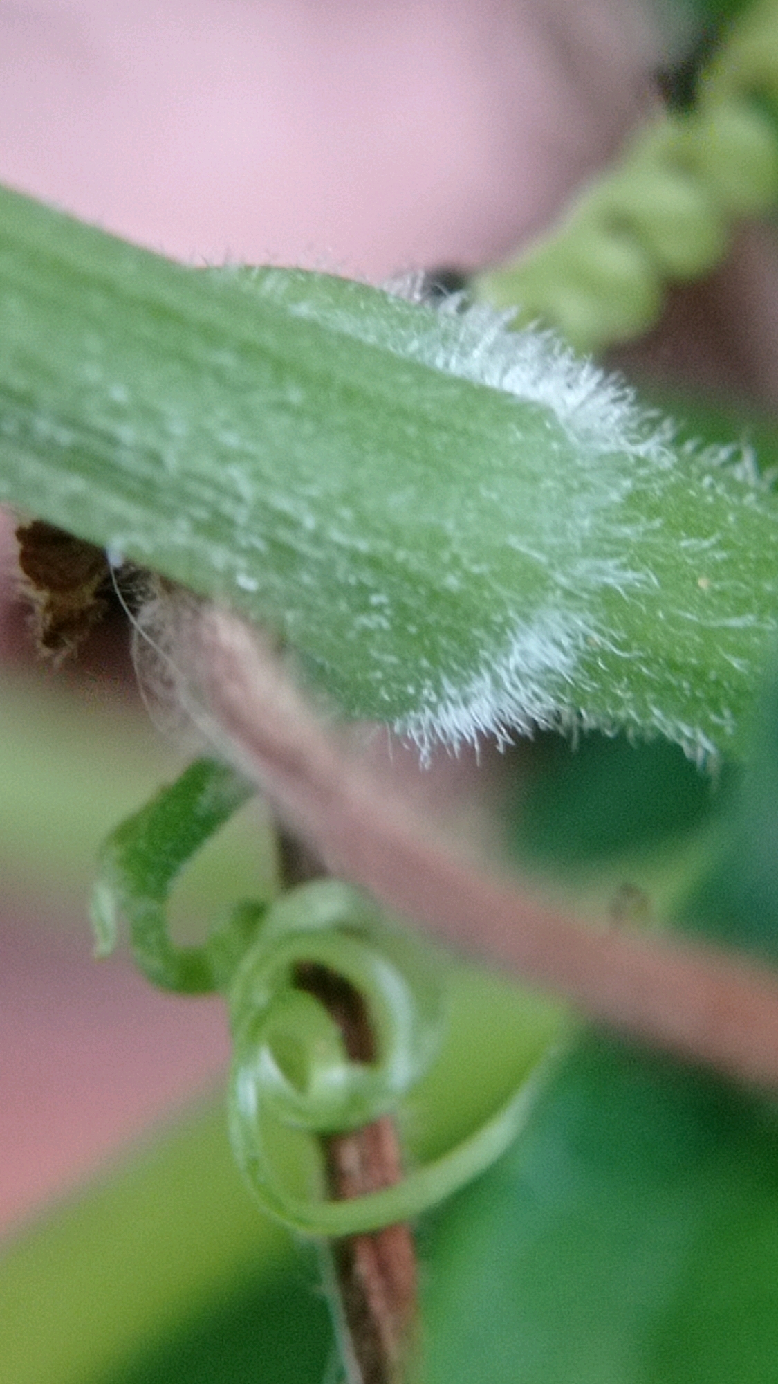 This is a close-up, macro photograph of a plant stem. The stem is green and covered in fine, white, hair-like structures. A coiled tendril is visible below the main stem, also green. In the background, there are out-of-focus shapes of pink and green, suggesting other plants or a blurred environment. The image does not contain any discernible elements that would allow for identification of a specific location within Mulyoagung, Indonesia.