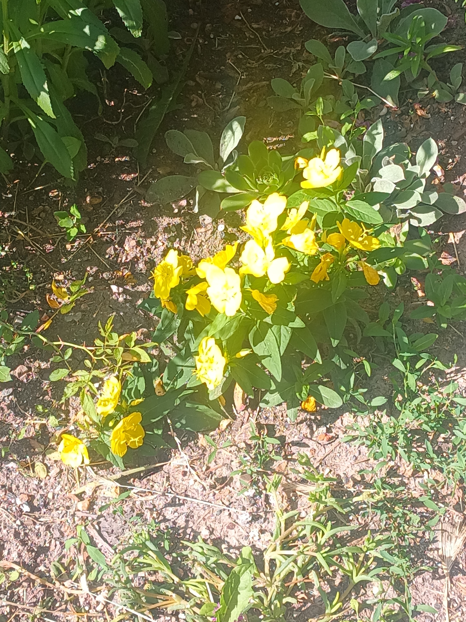 A ground-level shot captures a patch of bright yellow flowers blooming amongst lush green foliage. The flowers are small and delicate, with five petals each, clustered together on thin stems. They are bathed in sunlight, which casts dappled shadows on the dark soil and dry leaves covering the ground. The surrounding plants are a mix of broad-leafed green vegetation and thinner, grass-like shoots. The scene appears to be an outdoor garden or natural area, likely in Elhovo, Bulgaria, given the context. There are no people or animals visible in the image.