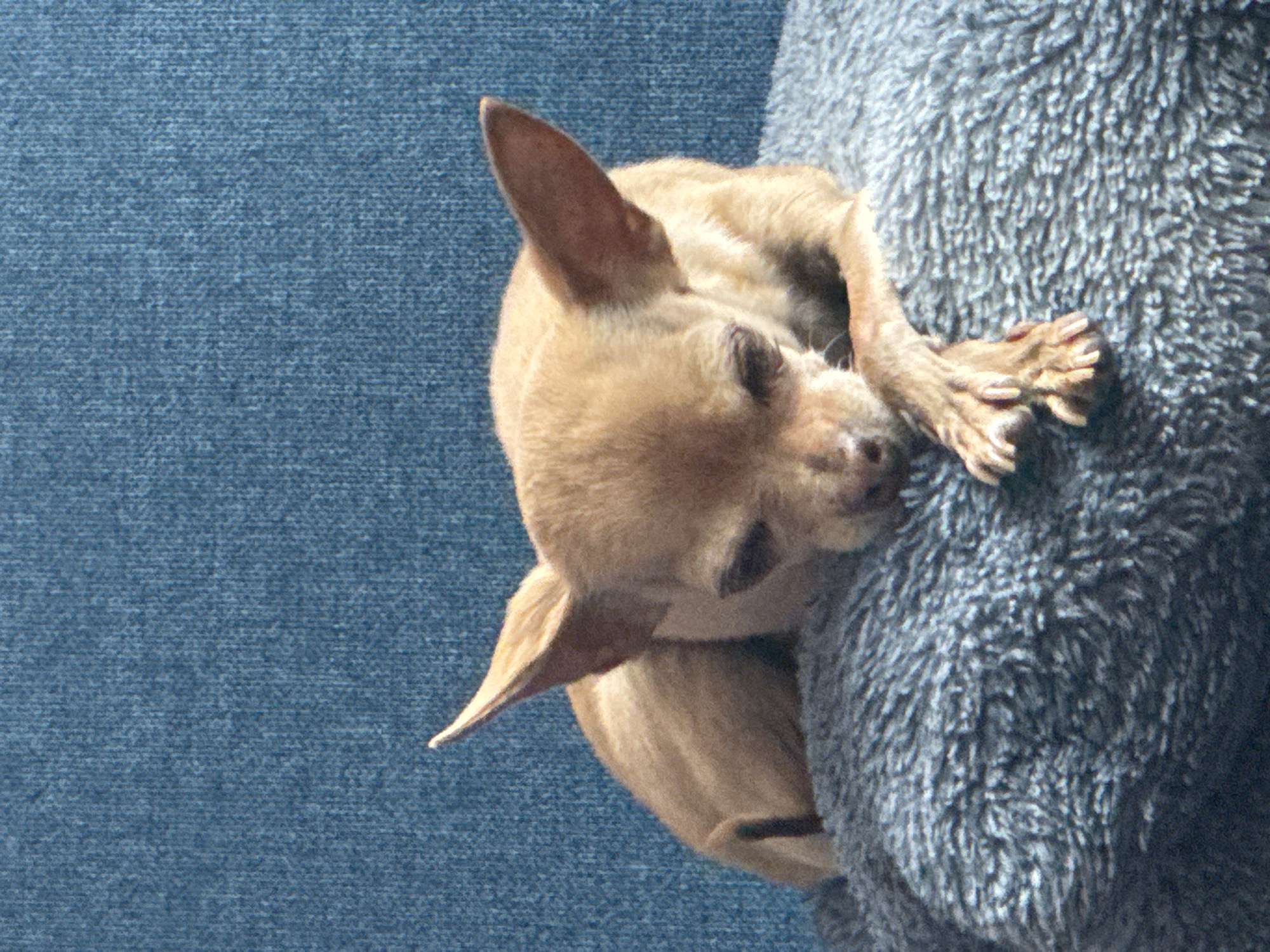 A light brown chihuahua is nestled against a gray, fluffy object. The chihuahua is positioned on its side with its paws extending over the edge of the gray object. The background is a solid blue material. The location is unspecified; there is no information in the image to suggest it is San Bernardino Tlaxcalancingo, Mexico.
