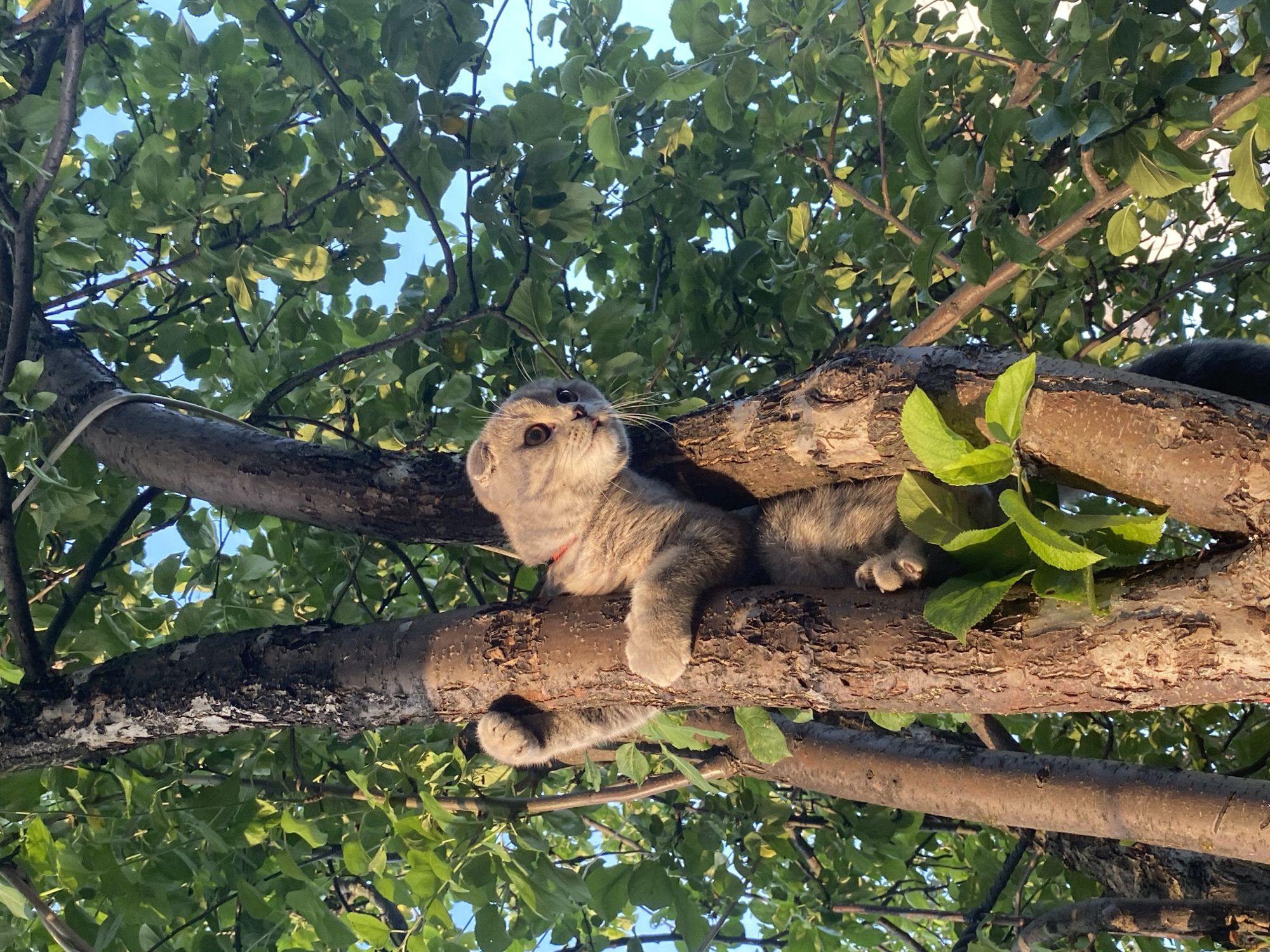 An outdoor, low-angle, eye-level shot captures a Scottish Fold cat clinging to a tree trunk. The cat, with folded ears and grey fur, is positioned in the middle of the frame, its paws gripping the bark. Green leaves and branches of the tree surround the cat, and a clear blue sky is visible through the foliage. The lighting suggests it is daytime, with sunlight illuminating the scene. The tree appears to be in a natural setting, possibly a park or garden. The image has a natural, unedited feel. The specific location of Votkinsk, Russia, cannot be determined from the visual information in the image.