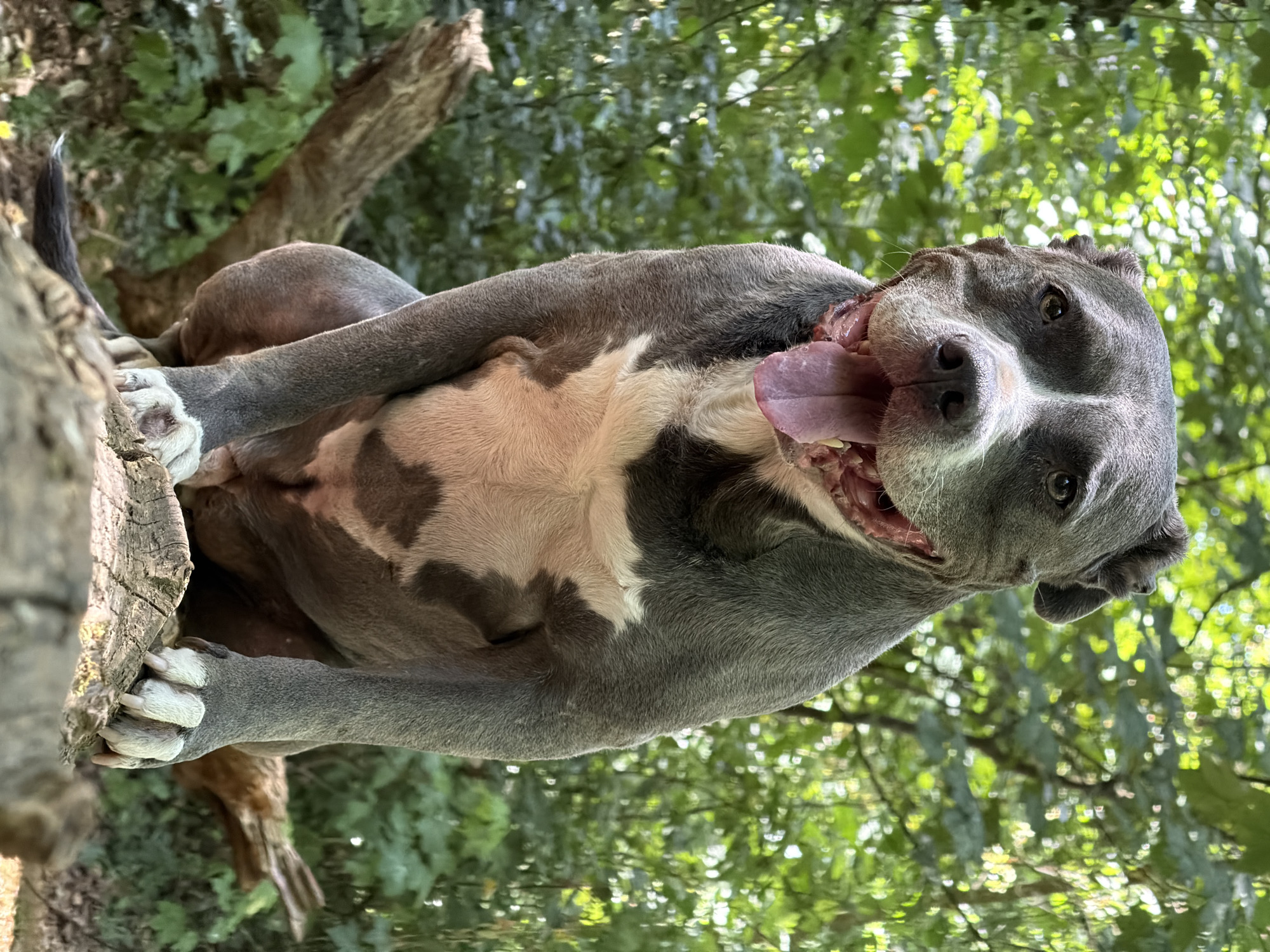 An American Pit Bull Terrier with gray and white fur is sitting on a fallen log outdoors. The dog is facing the camera with its mouth open and tongue hanging out. Its fur is short and appears well-groomed. The dog is positioned in the center of the frame, with a blurred background of green foliage. The lighting suggests it is daytime. There is no indication of the city of Esch-sur-Alzette, Luxembourg, or any urban elements. The scene appears to be in a wooded area.