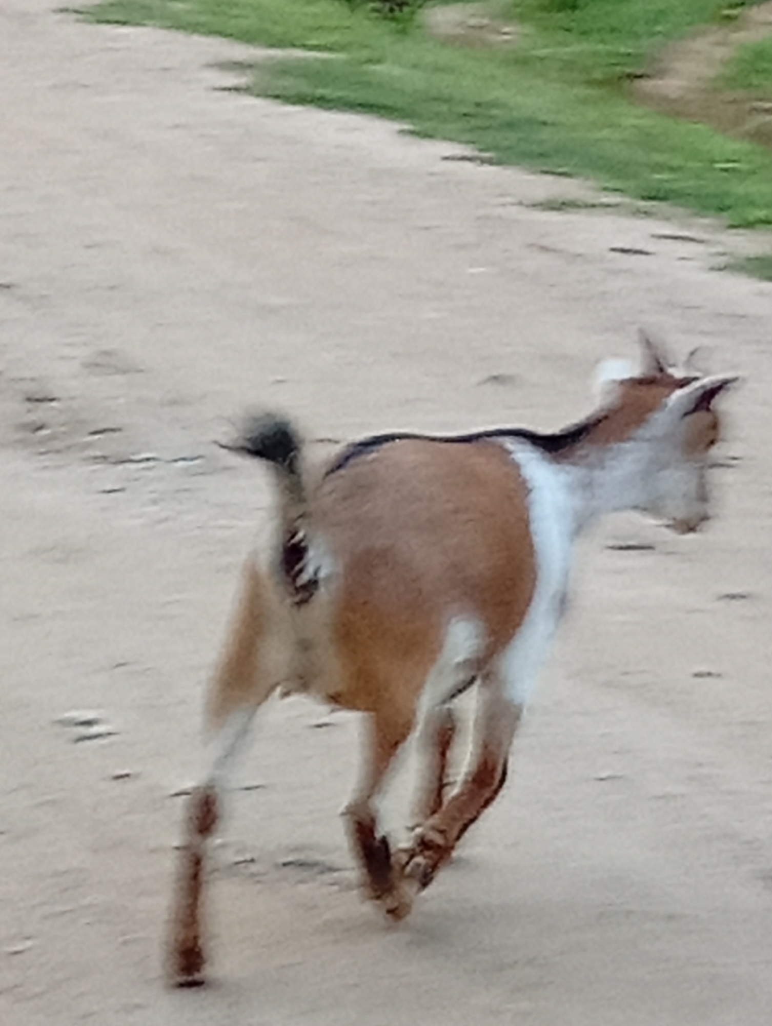 A goat with brown and white markings is running across a dirt path. Green grass is visible along the upper edge of the frame. The scene appears to be outdoors in a rural or undeveloped area, possibly Adankolo, Nigeria, given the context. The lighting is overcast.