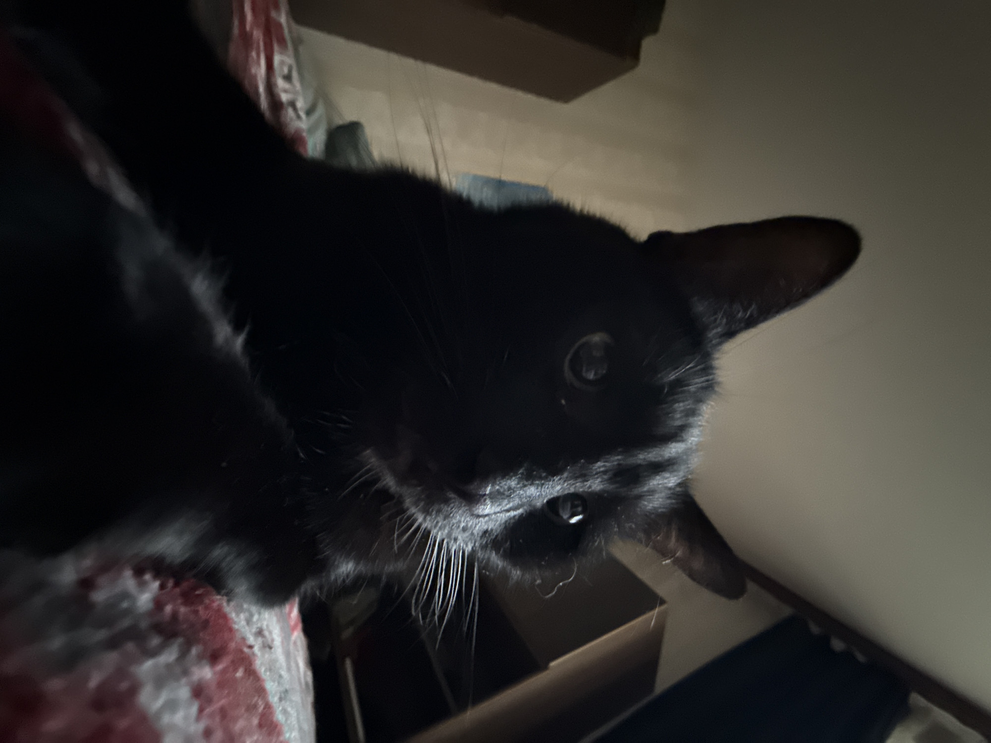 The image shows a close-up, low-angle shot of a black cat. The cat's face is the primary focus, with its ears pointed upwards and its eyes looking towards the camera. The cat has prominent whiskers. The background is dimly lit and appears to be an indoor setting, possibly a bedroom, with hints of furniture and bedding. The overall lighting suggests a low-light environment. There is no information in the image to suggest a specific location in the city of Khimki, Russia.