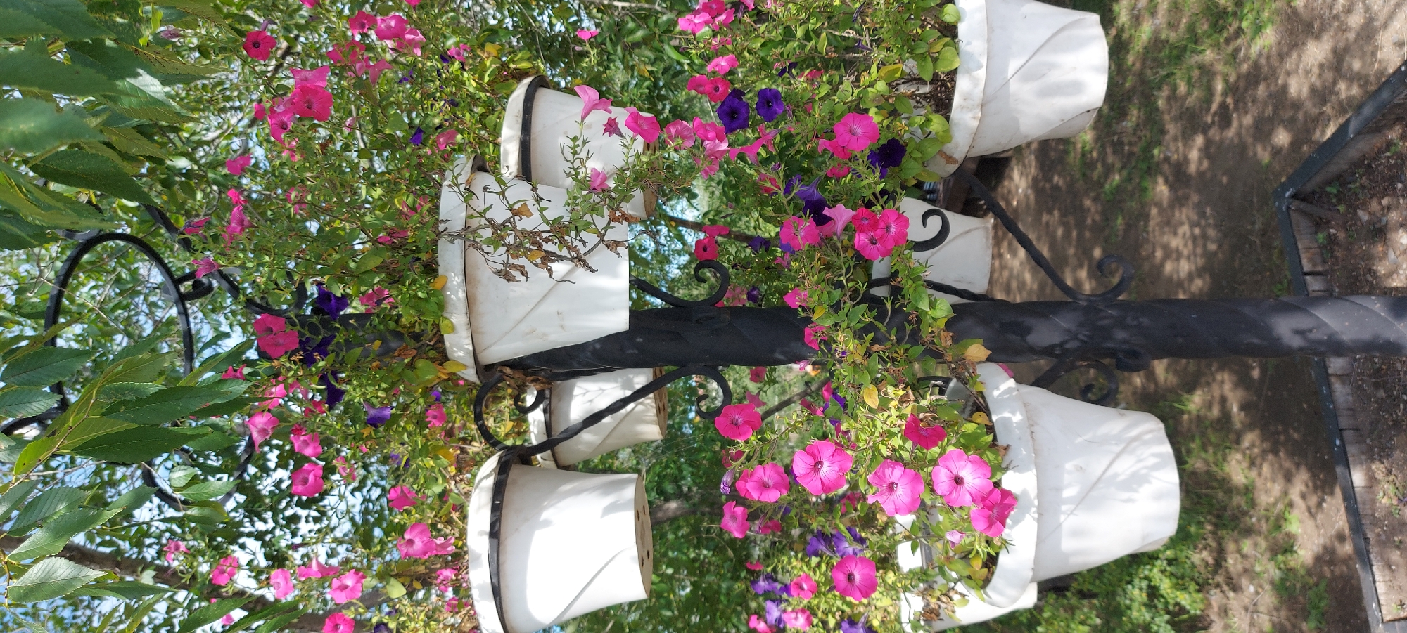 A vertical, eye-level shot captures a tiered plant stand laden with flowering plants, set outdoors. The stand, made of twisted black metal, supports multiple white planters overflowing with a vibrant mix of pink and purple petunias. The plants are lush, with many blossoms in various stages of bloom, and some leaves show signs of browning. Green foliage from an overhead tree creates a dappled canopy, casting shadows across the scene. The background consists of more greenery and a glimpse of a sunlit pathway. The ground beneath the stand appears to be a mixture of soil, woodchips, and a small wooden border. The overall impression is one of a decorative garden feature.
