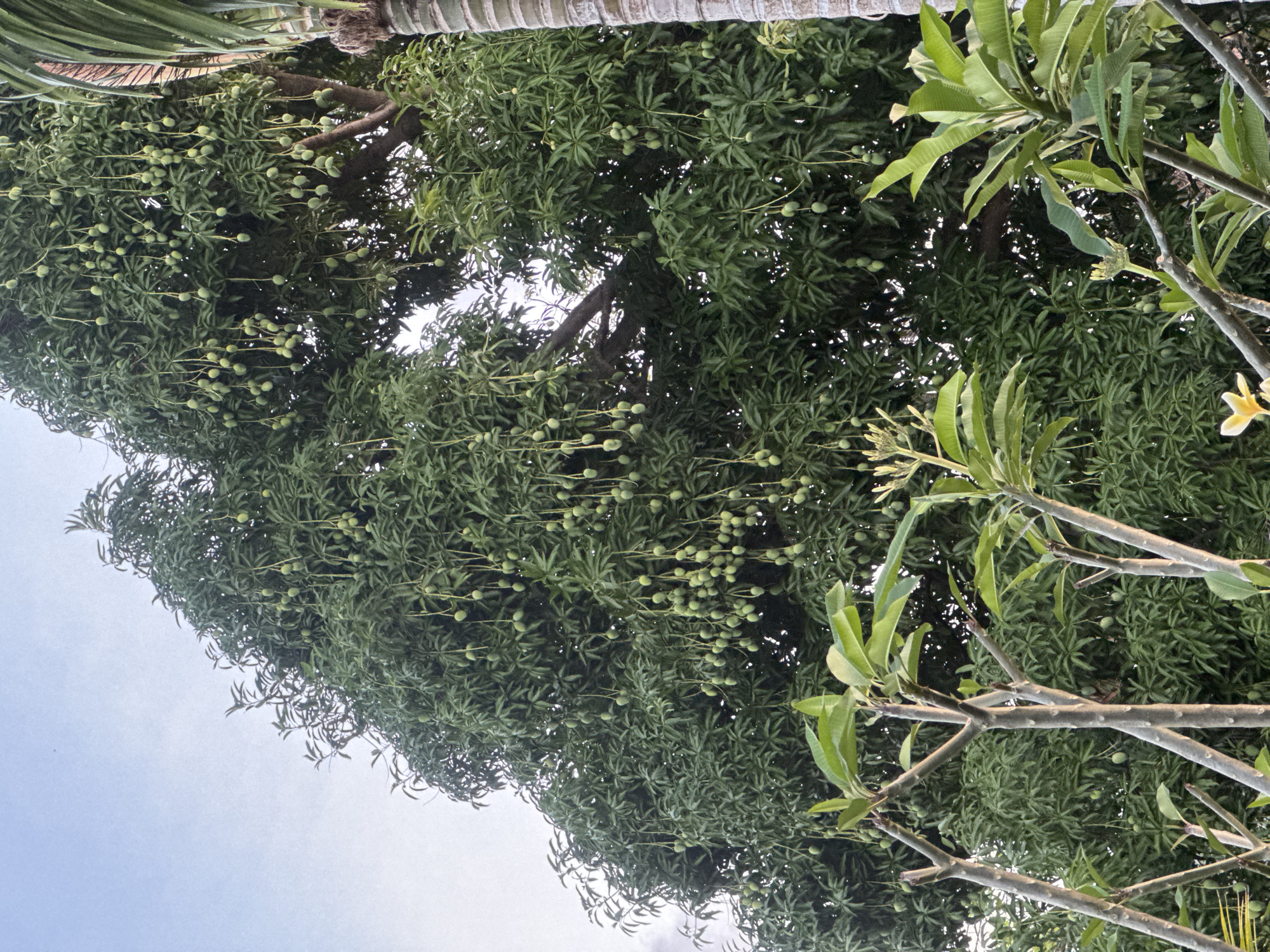 This media file captures an upward-looking view of a large mango tree heavily laden with developing green mangoes. The foreground features branches of a plumeria tree, some with sparse green leaves and developing flower buds, while a single yellow plumeria flower is visible on the right. The background is dominated by the dense canopy of the mango tree, showcasing numerous small, green mangoes hanging from long stems, interspersed with dark green leaves. The lighting suggests it is daytime, likely morning or late afternoon, with soft, diffused light filtering through the leaves, indicating an overcast or cloudy sky. The clear sky in the upper left portion of the image suggests a break in the clouds. The overall impression is one of lush tropical growth. The setting is likely a garden or yard in a tropical region, consistent with the location context of North Kuta, Indonesia. No people or text are visible.