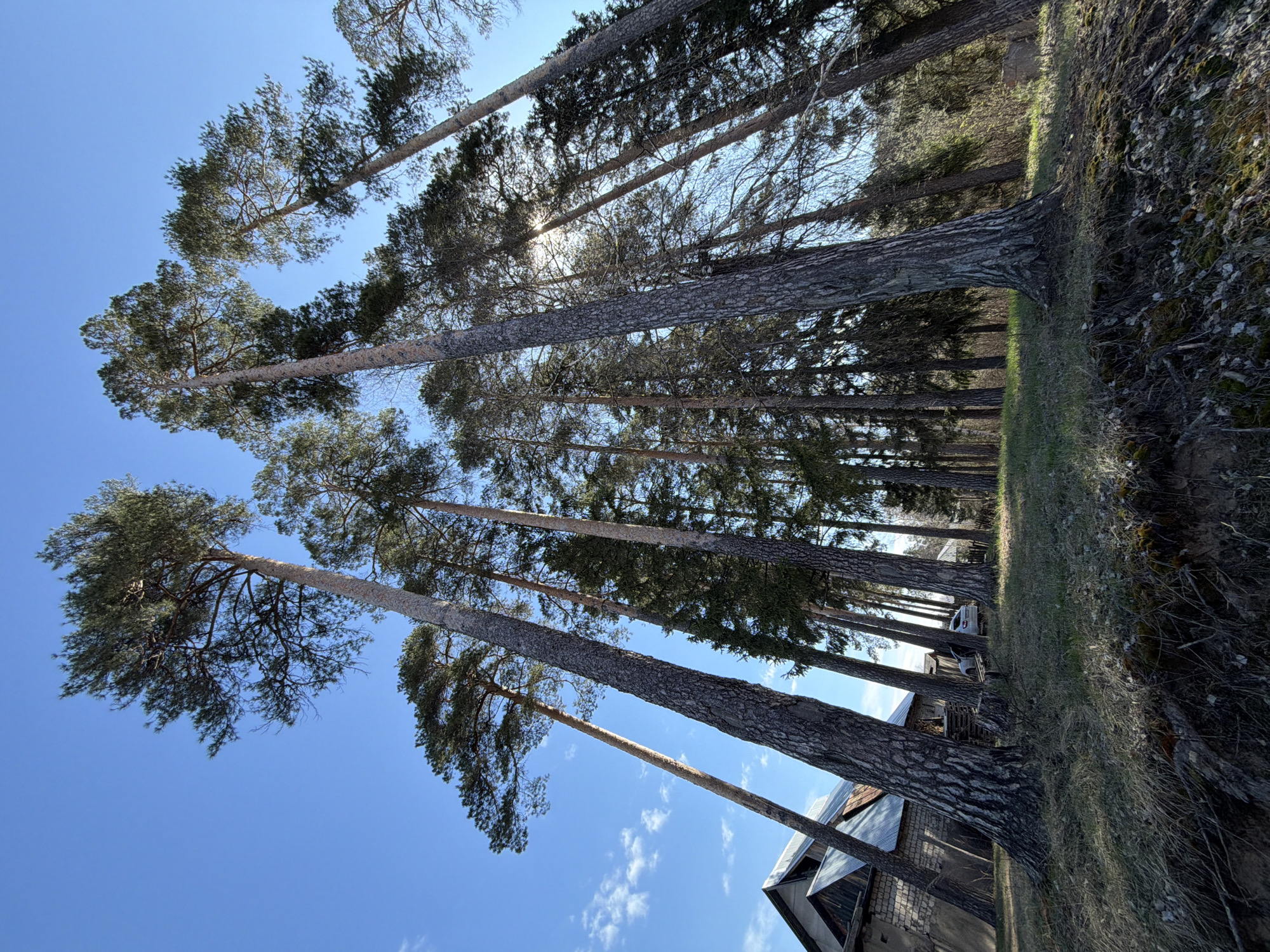 The image shows a row of tall trees in Chaikovsky, Russia, viewed from a low angle. The trees have tall, straight trunks and green foliage at the top. The sky is blue with a few scattered clouds. A building is visible at the bottom of the frame. In the distance, a vehicle is visible along the treeline. The perspective is tilted, suggesting the photograph was taken at an angle. The time of day is likely midday or early afternoon, with bright, direct sunlight.