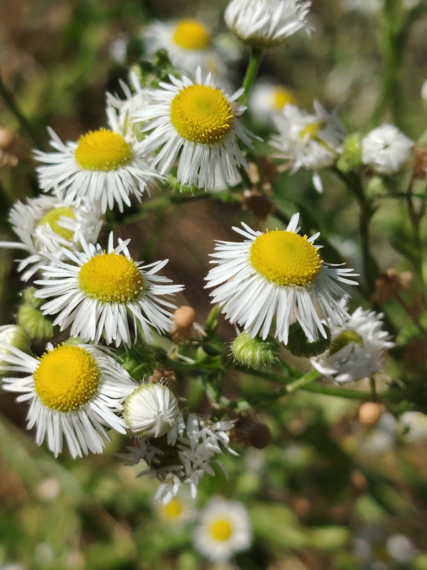 The image is a close-up, vertical shot of several white daisy-like flowers with yellow centers. The flowers are in various stages of bloom, with some fully open and others still in bud. The background is a blur of green foliage and brown earth, suggesting an outdoor setting. The lighting is natural, casting soft shadows on the petals. The scene is devoid of any human presence, structures, or urban elements, thus it is not possible to determine the location in the city of Hostomel, Ukraine.